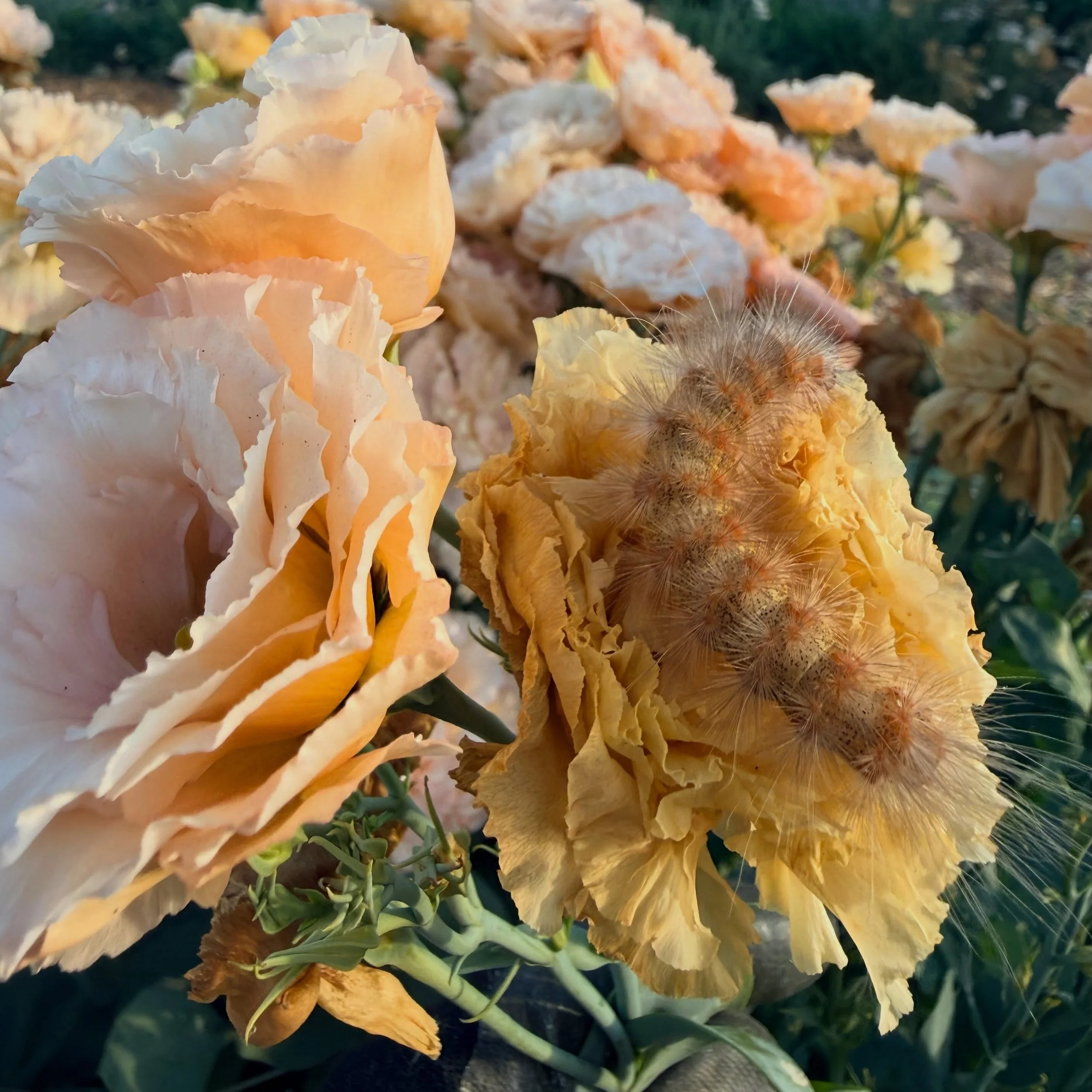 FUZZY WUZZY. It&rsquo; Caterpillar season.

Pest pressure is highest at the farm in July and August, but we do our best to roll with it. After all, is it really a garden without mice eating the irrigation, aphids eating the amaranth, or birds eating 