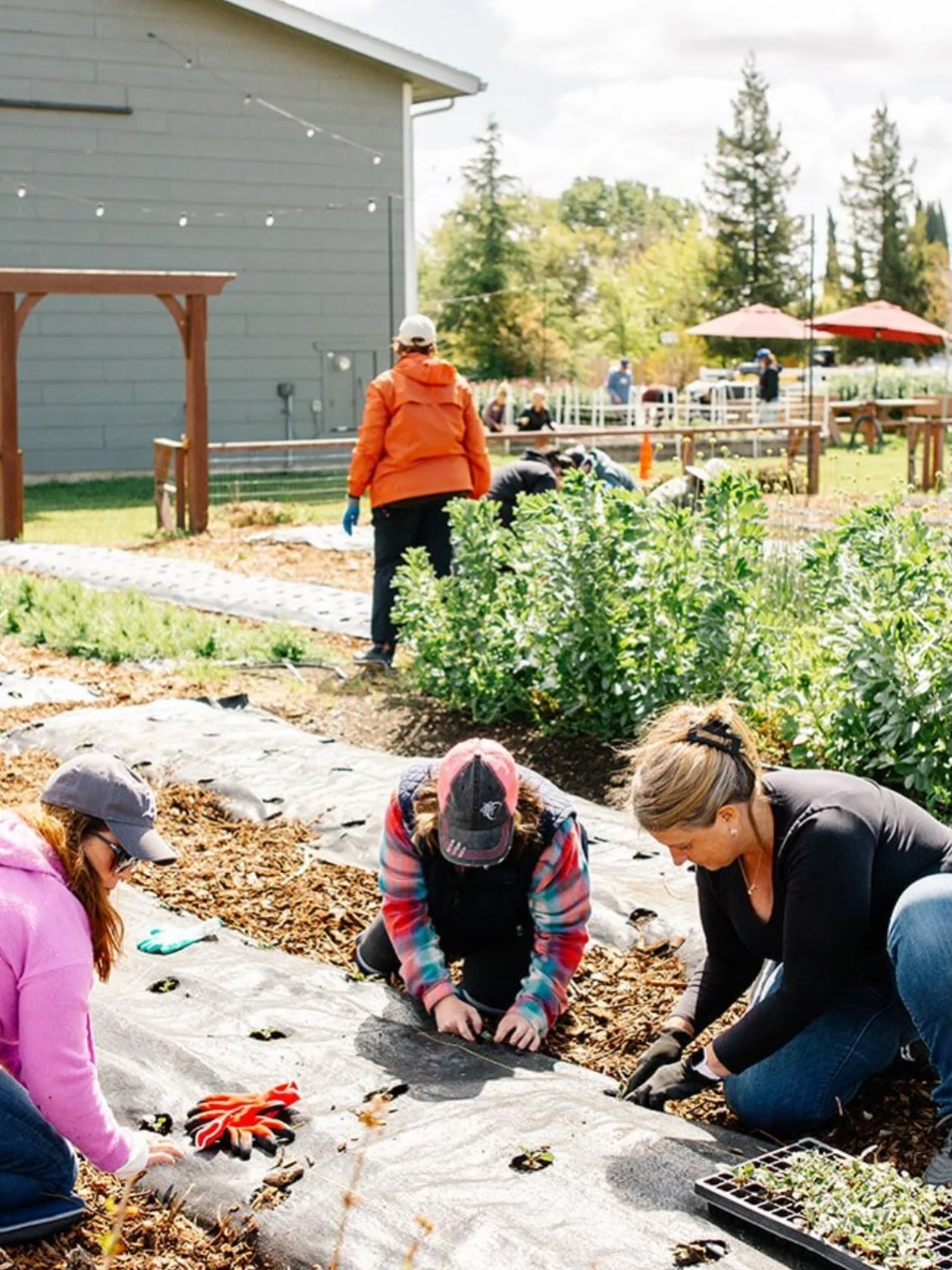 ITS GO TIME IN THE GARDEN. If you garden in the Sacramento area, the next four weeks are one of the most important planting windows of the year.

It&rsquo;s go time for cool-season vegetables&mdash;lettuce, broccoli, peas, and other things I kill. Bu