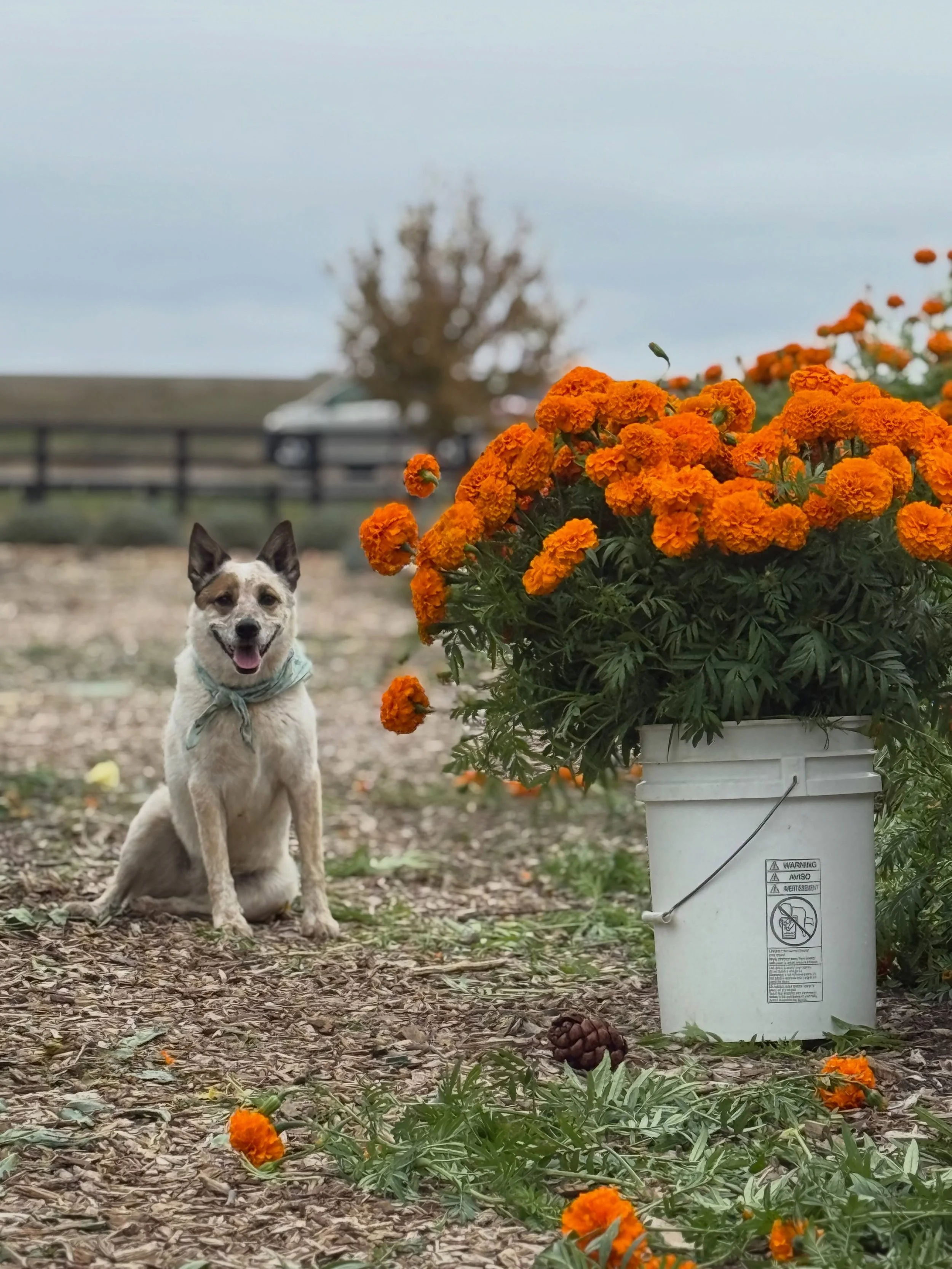 MARIGOLD SEASON IS HERE! Pre-orders are open.

We&rsquo;re offering fresh, farm-grown marigolds by the bucket for D&iacute;a de los Muertos altars, autumn parties, weddings, and other fall gatherings.

Each 5-gallon bucket includes approximately 25 b