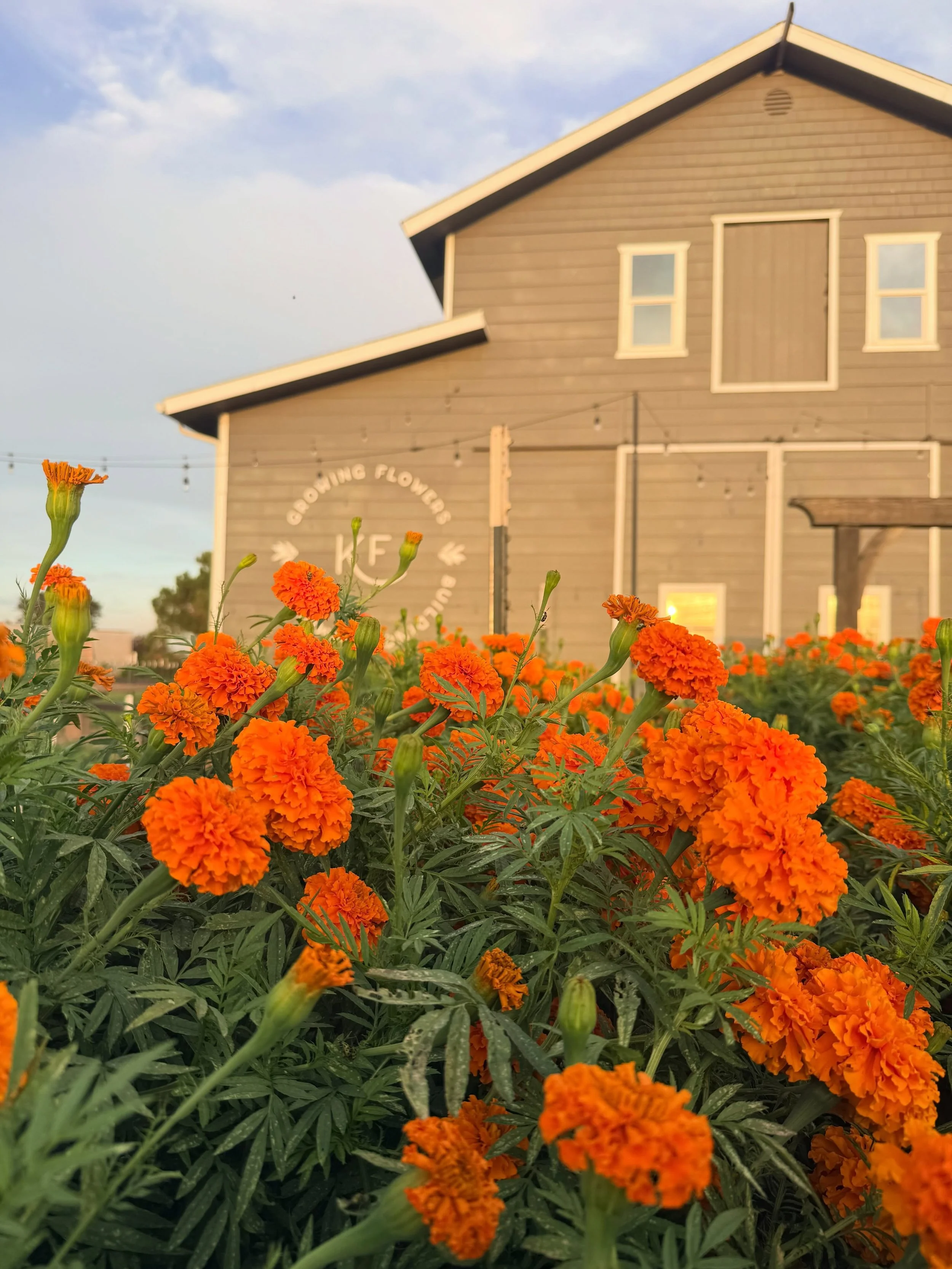 EVENT MARIGOLDS! Available now.

Fresh, local, and sustainably grown marigolds are in full bloom at Killdeer Farms and ready to brighten your celebrations.

All the details at the link in bio.
