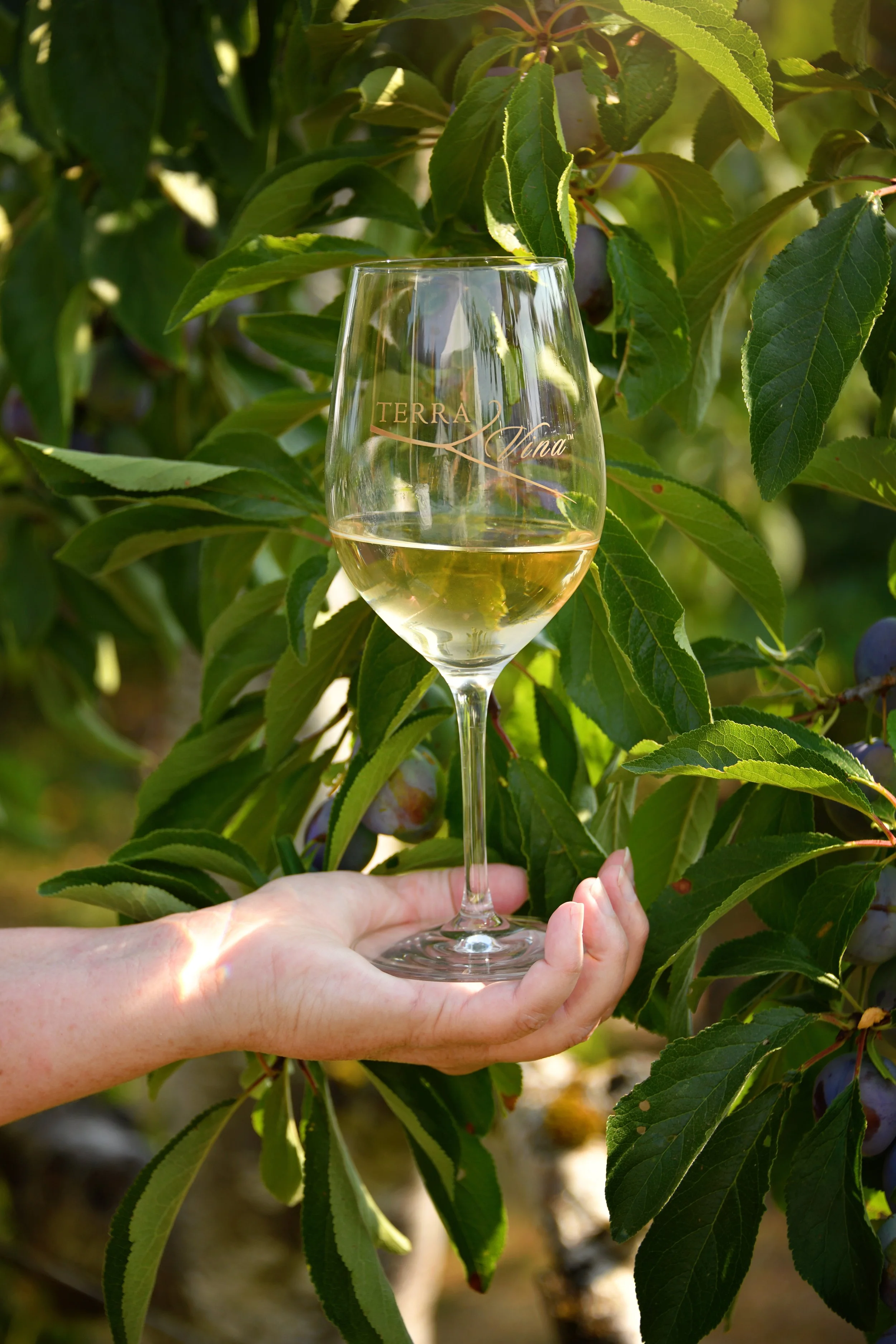 TerraVina(35).jpg