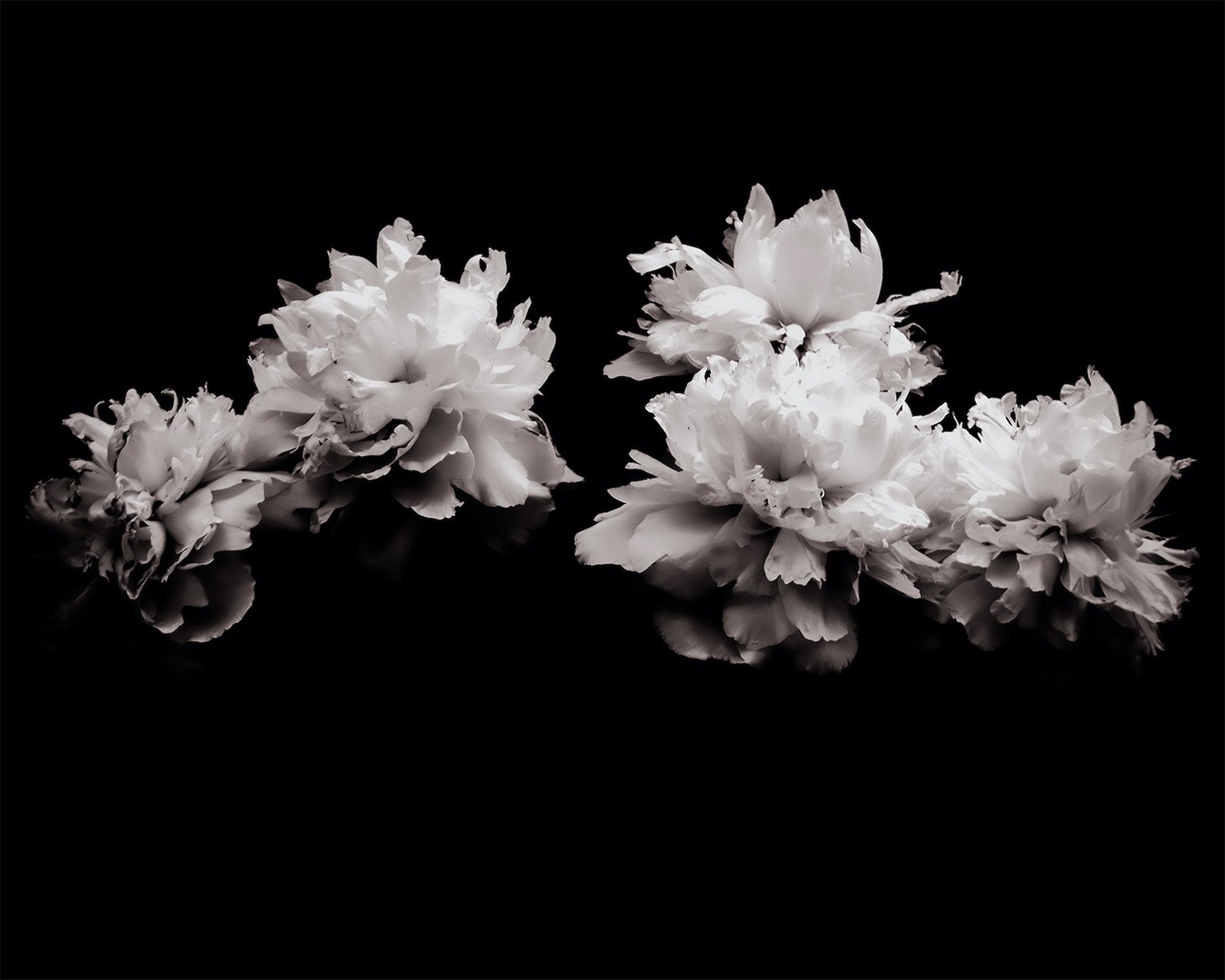 Peony Dance No. 2.jpg
