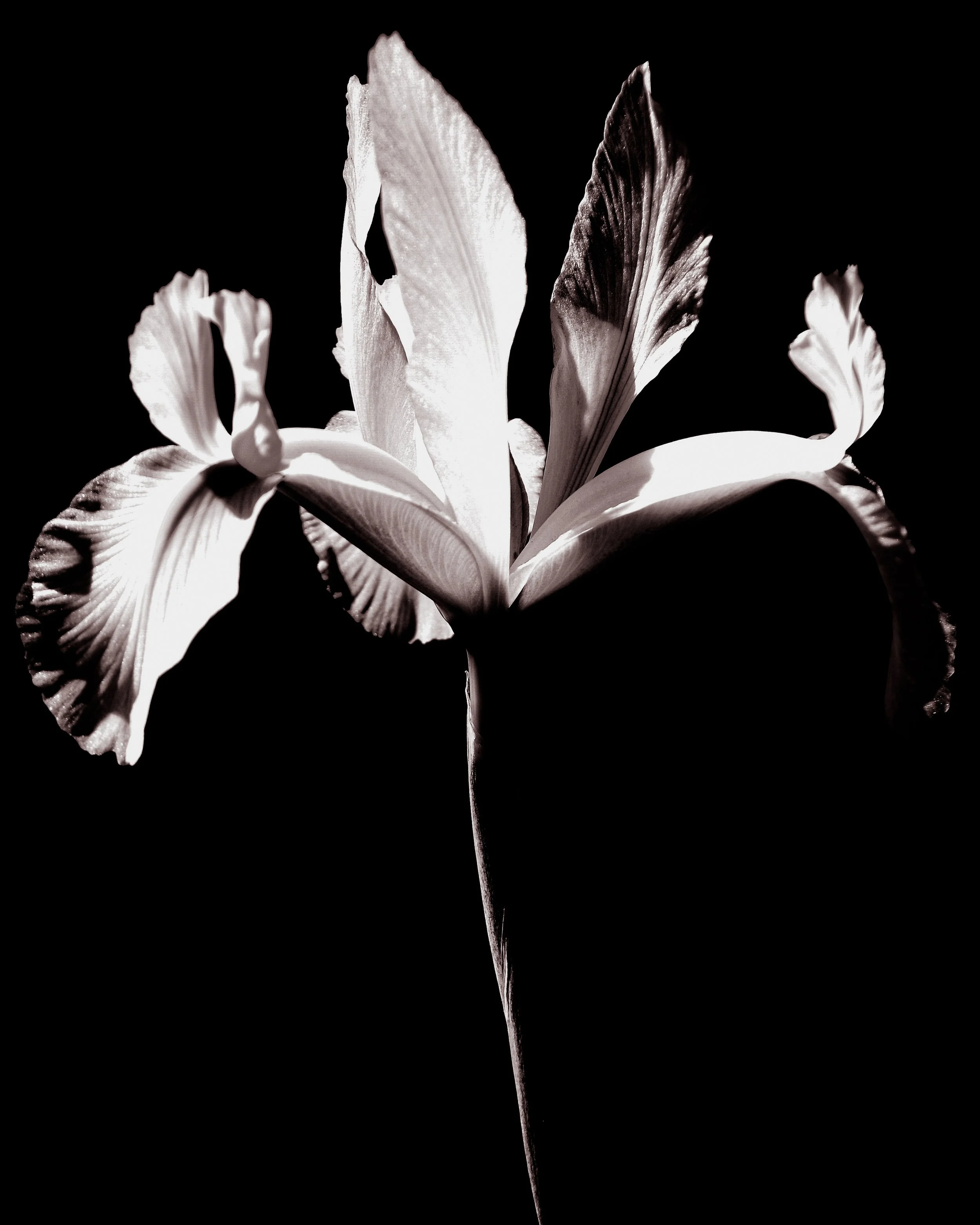 Iris.jpg