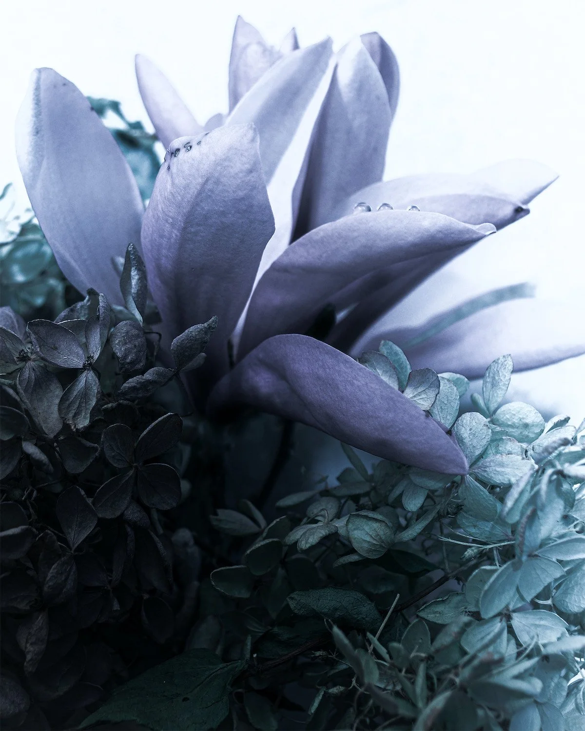 Dew Drop.jpg