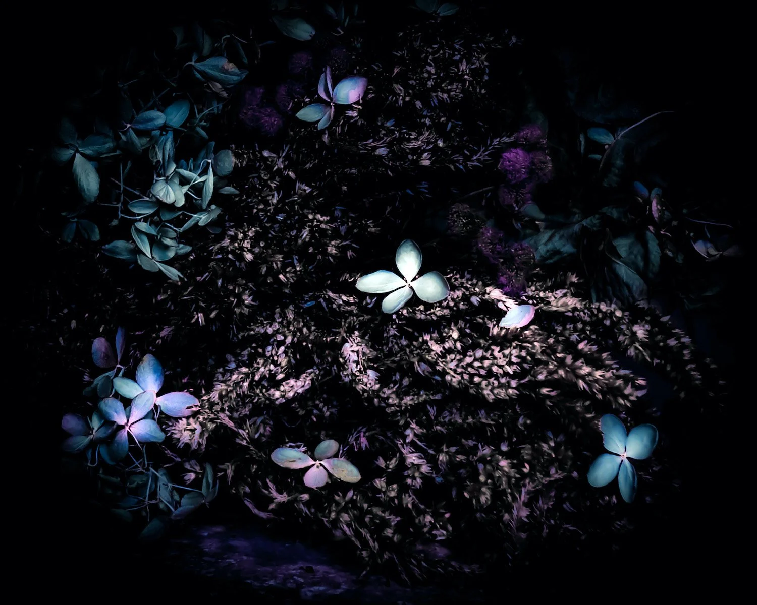 Celosia Daydream.jpg