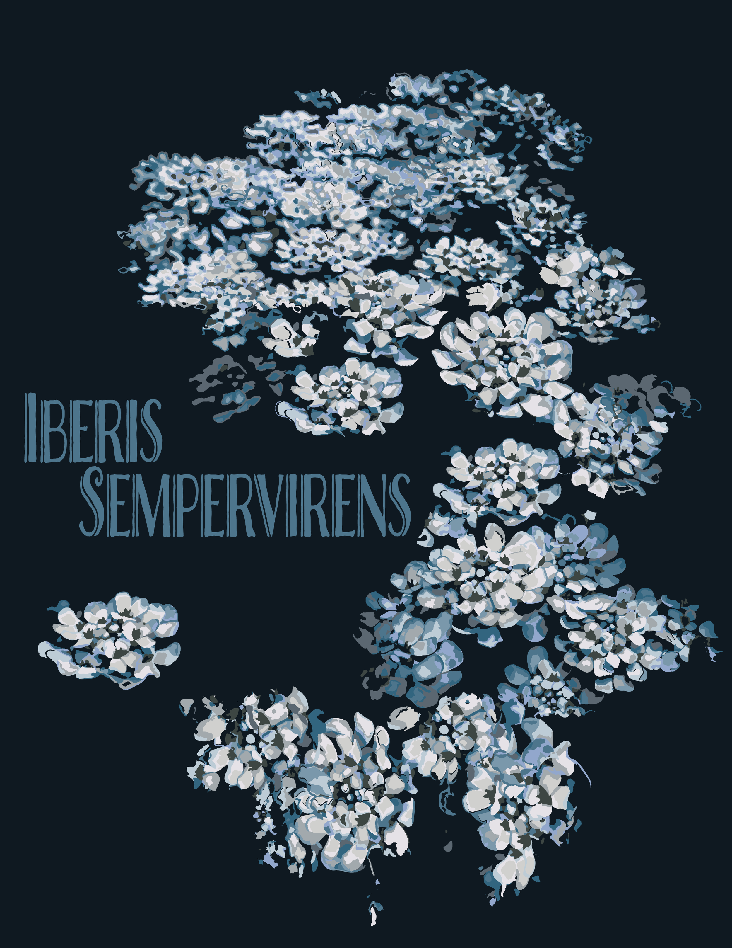 Iberis Sempervirens.png