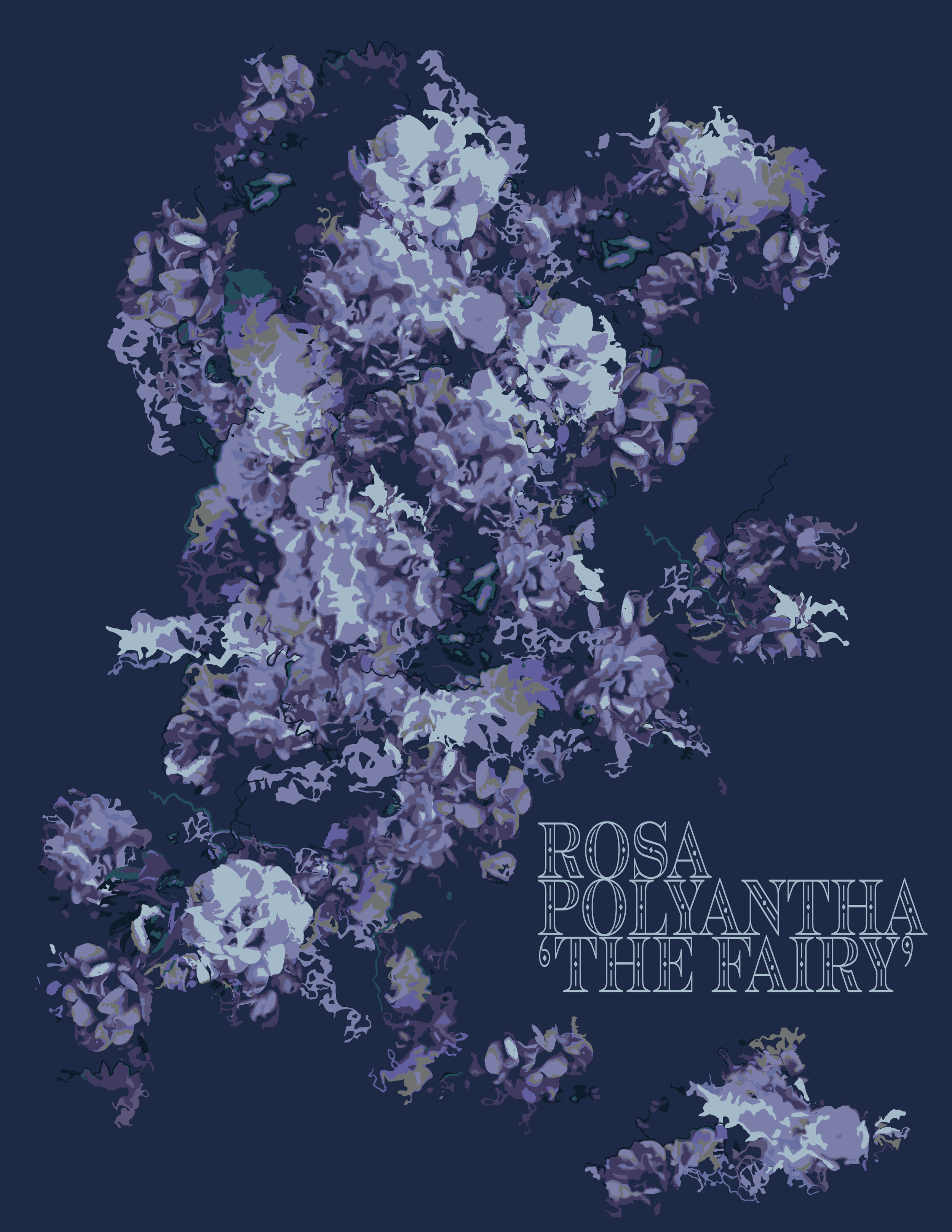 Rosa Polyantha 'The Fairy'.png