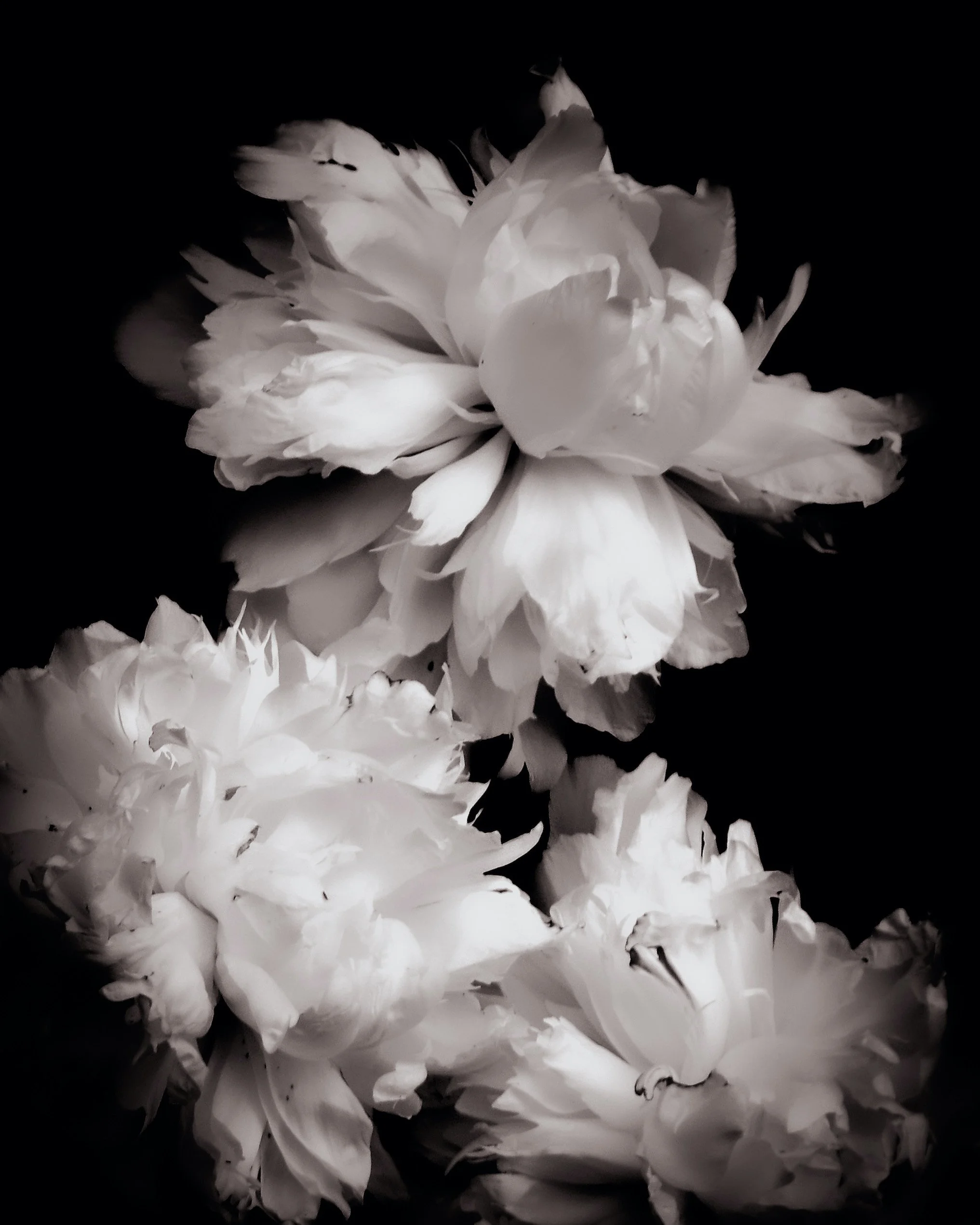 Peonies No. 2.jpg