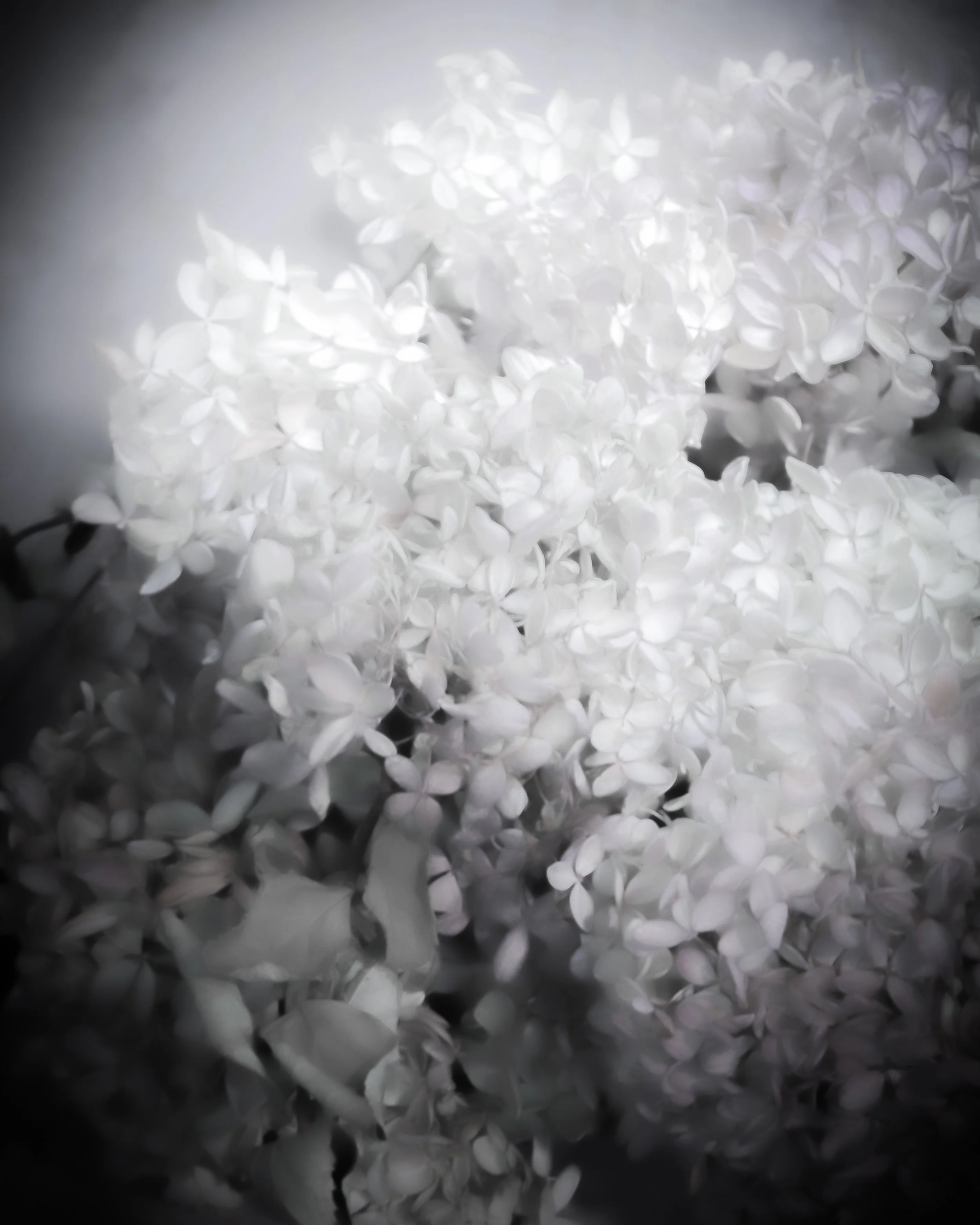 Wispy Petals.jpg