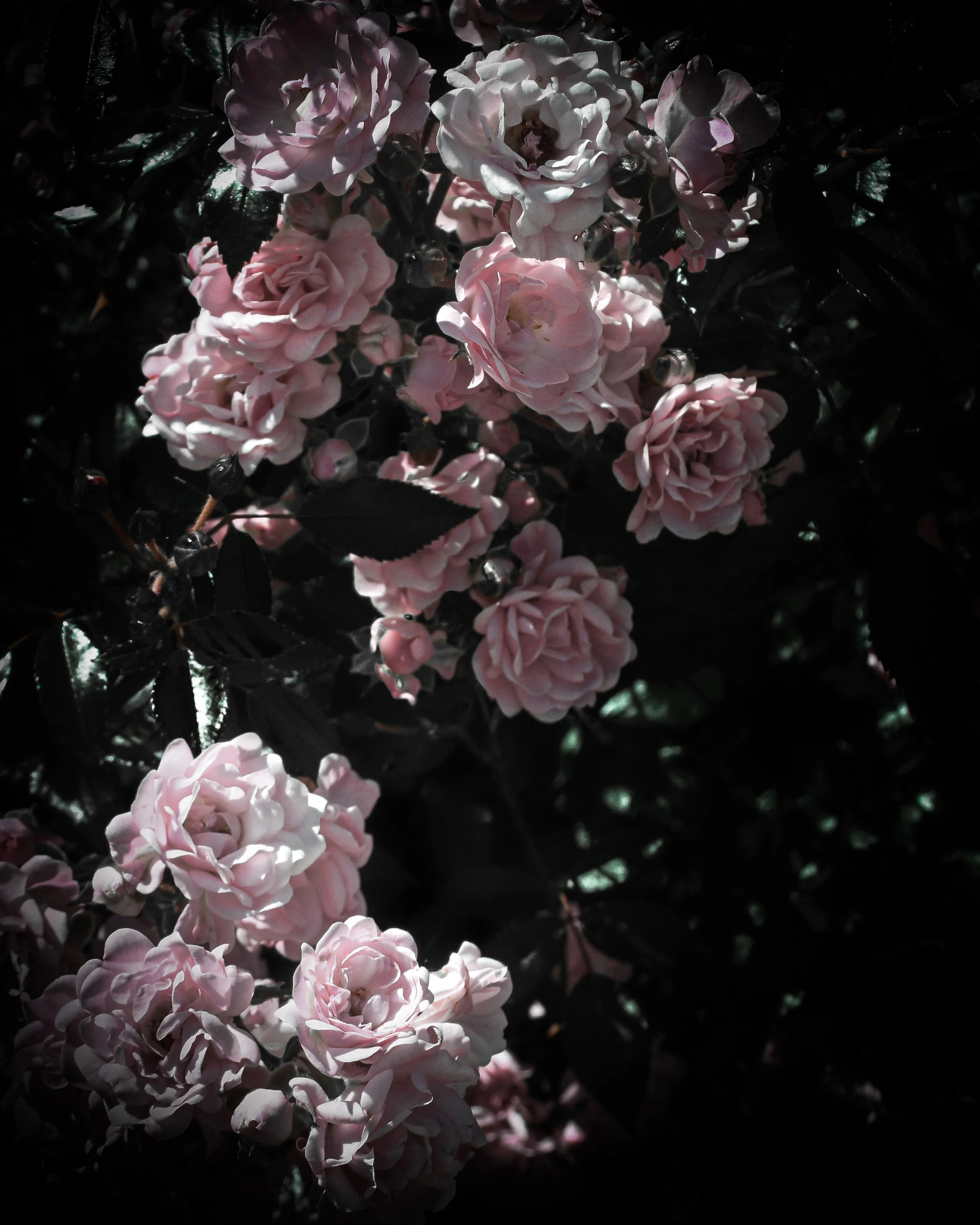 Morning in Pink.jpg