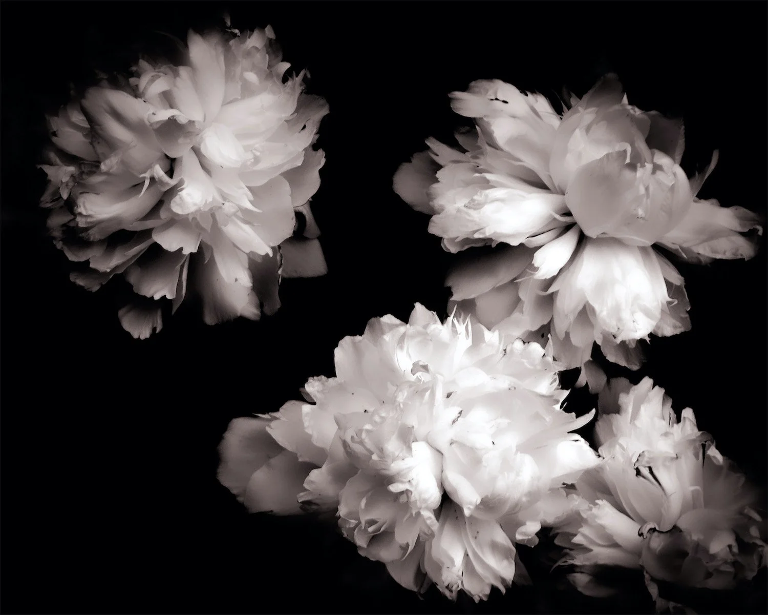 Peony Dance No. 1.jpg