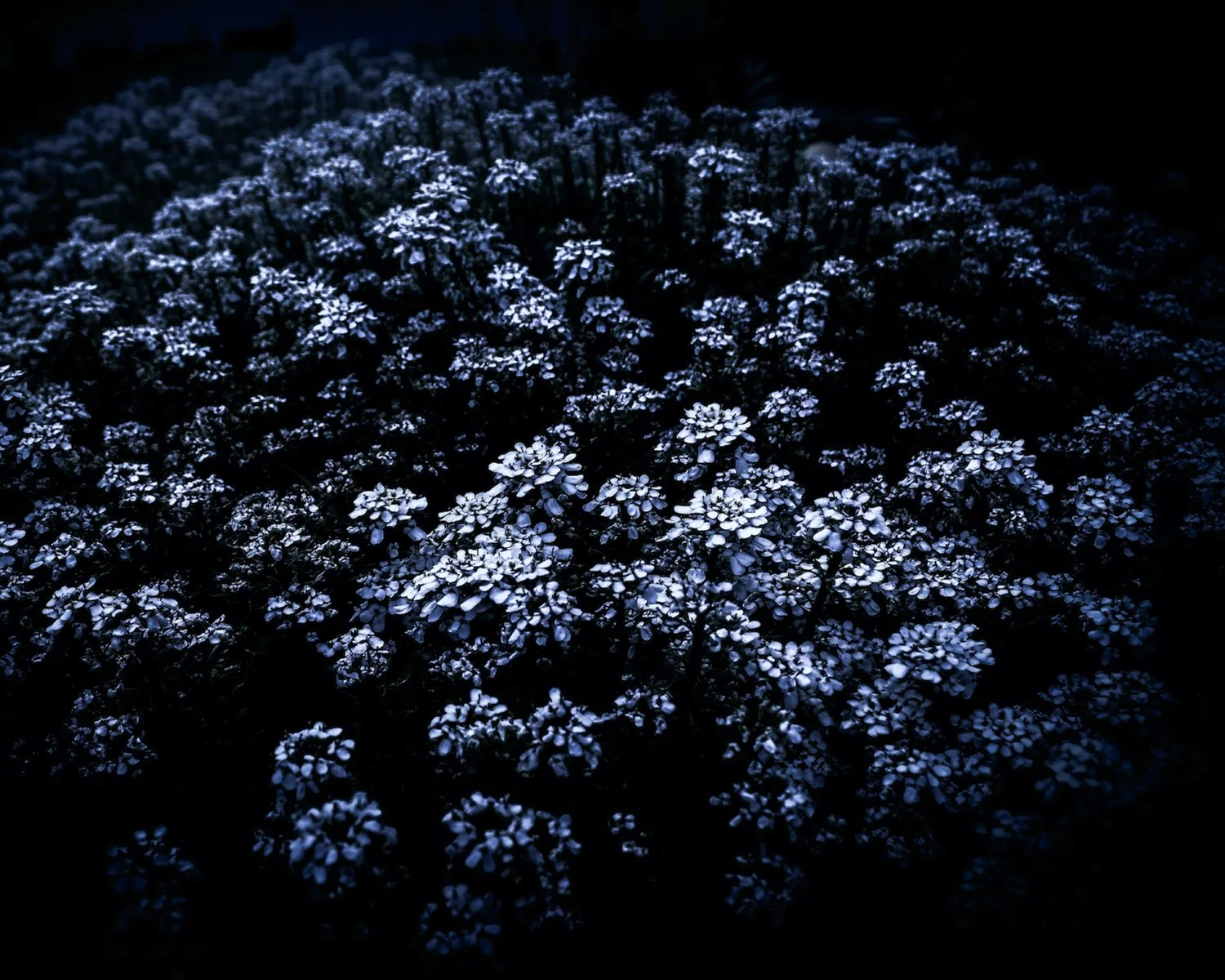 Sprawling Blooms.jpg