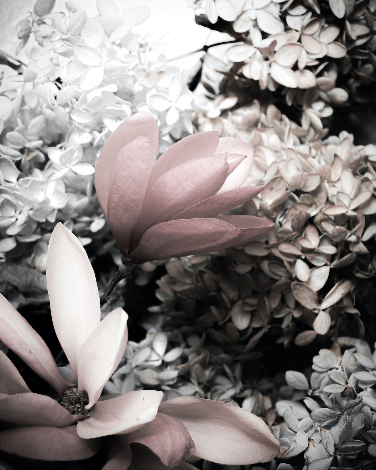 Magnolia in Peach.jpg