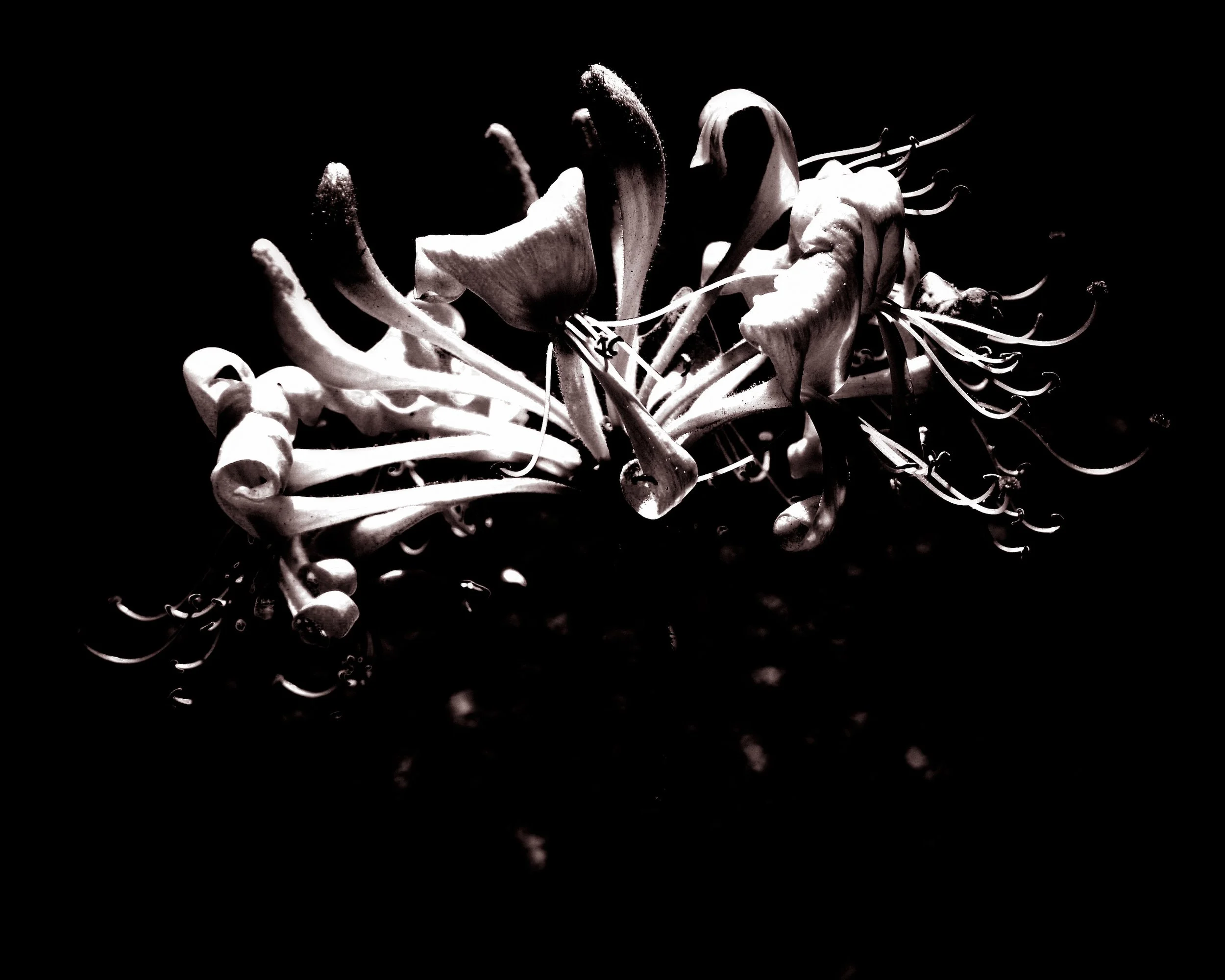 Honeysuckle.jpg