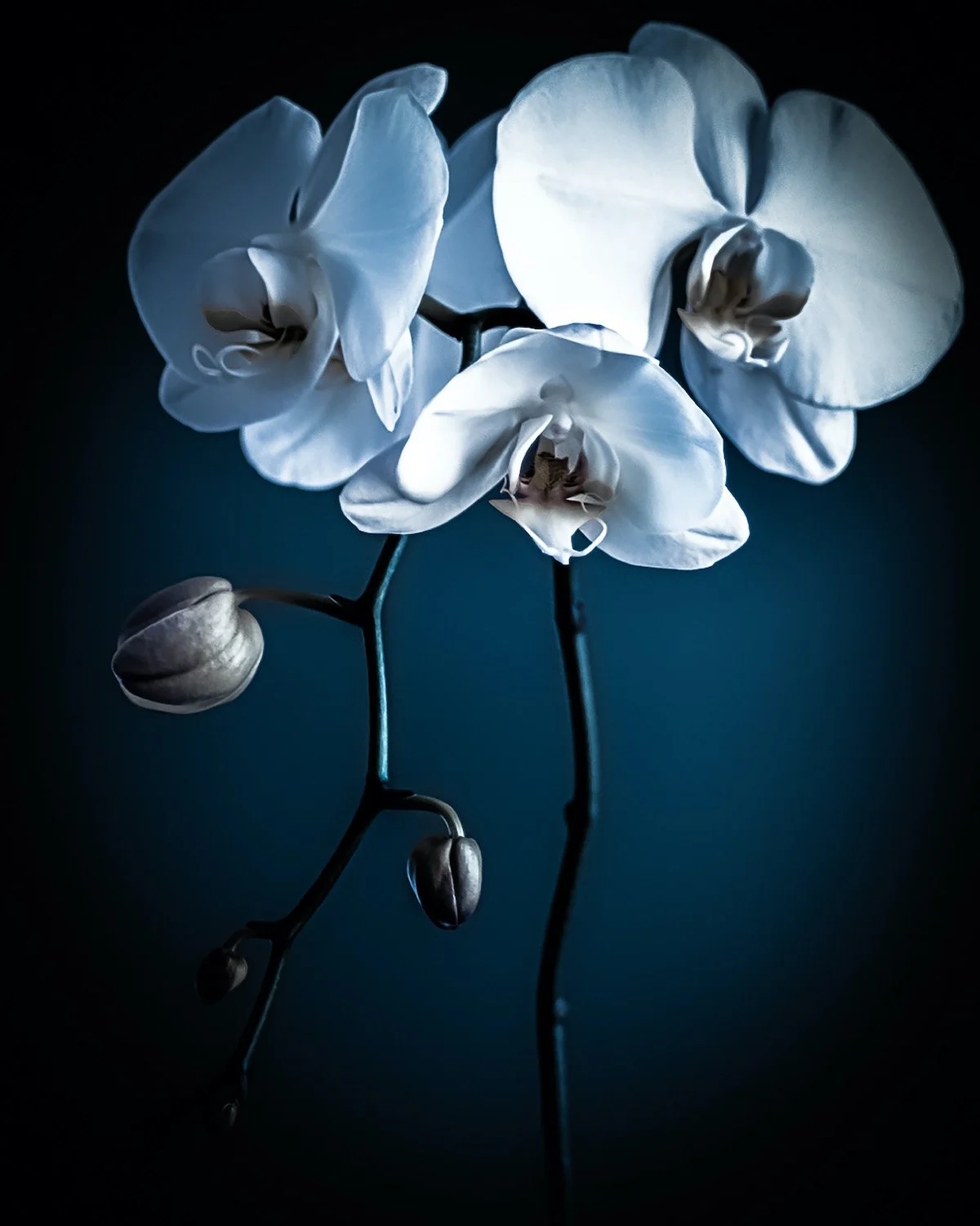 Orchid No. 2.jpg