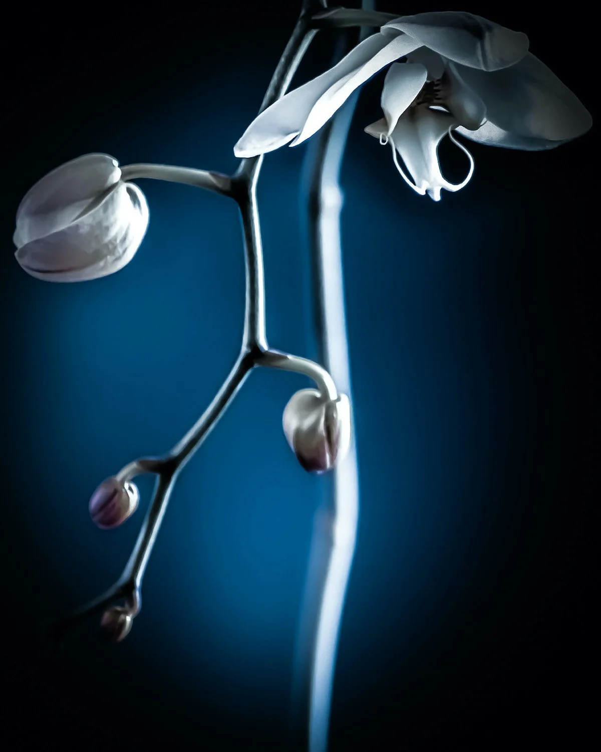 Orchid No. 3.jpg
