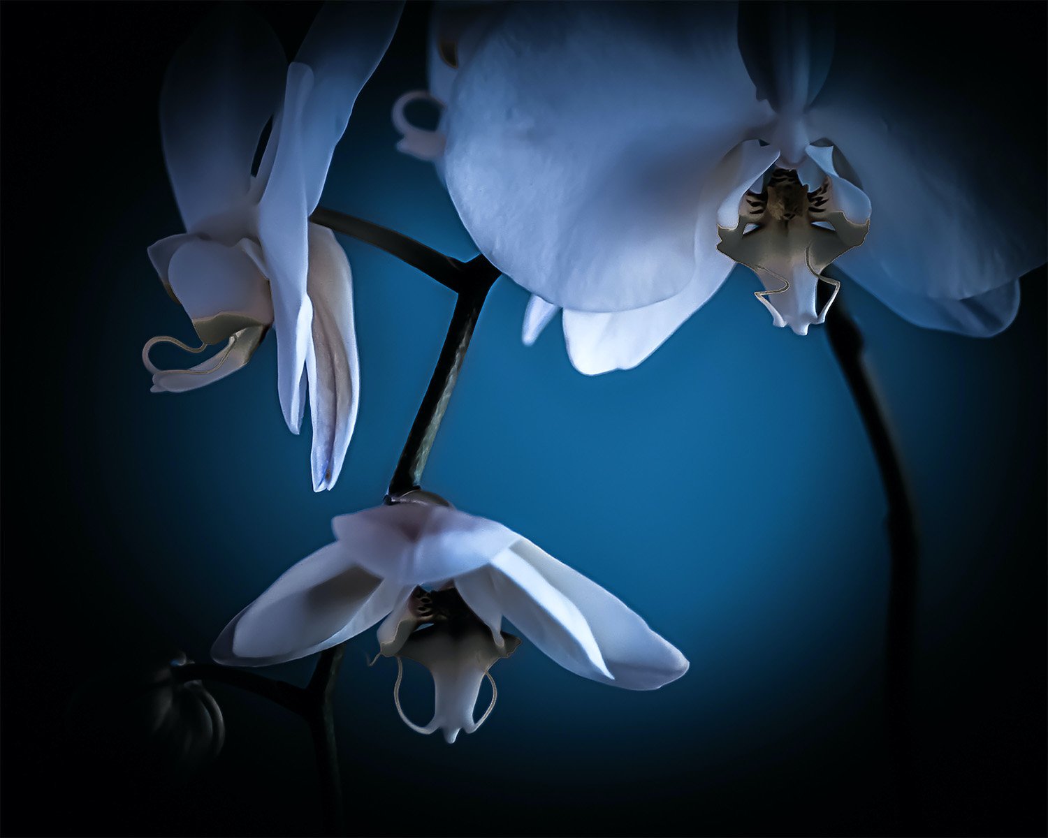 Orchid No. 1.jpg