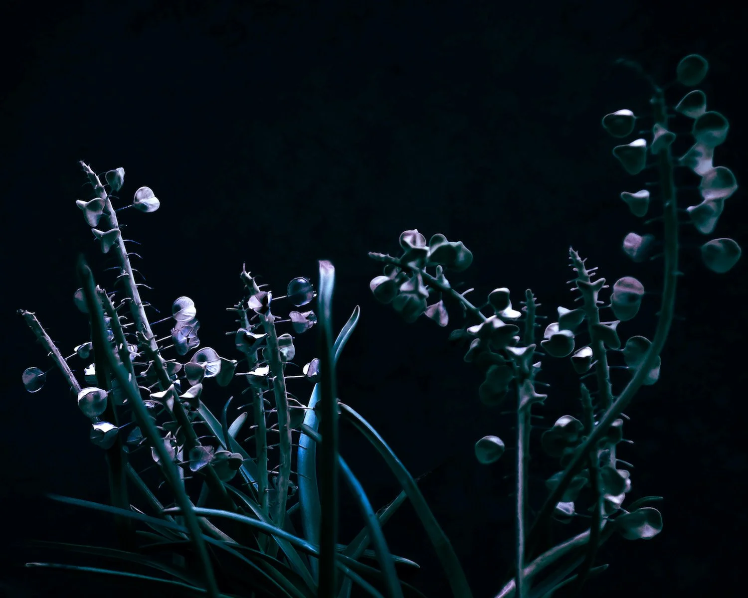 Muscari.jpg