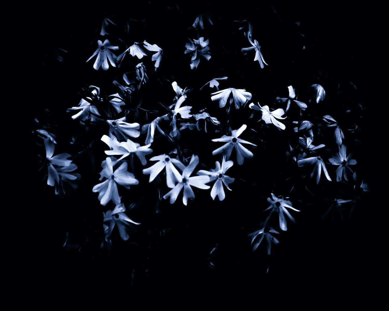 Fading Phlox.jpg