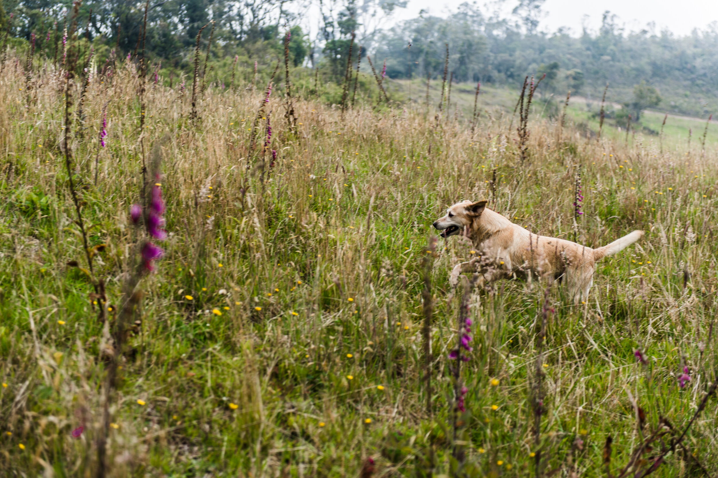  Kita runs free in the grasslands. 