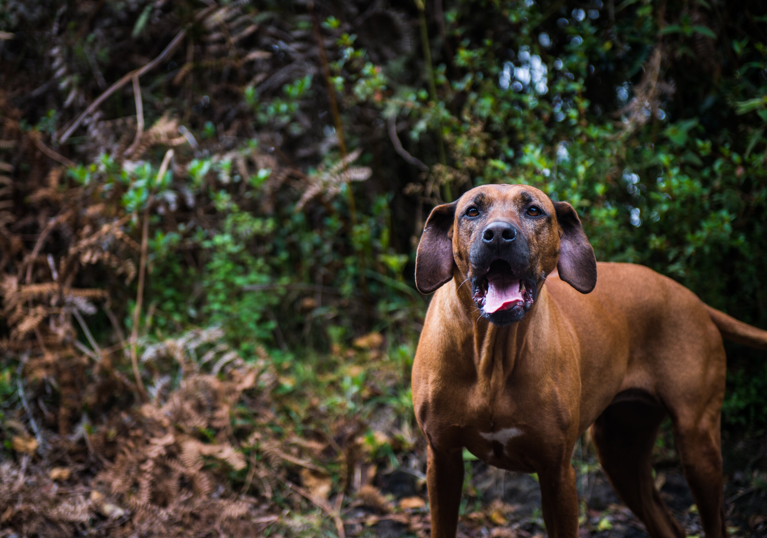  Dolores was rescued during a massive dog poisoning in Subachoque. 