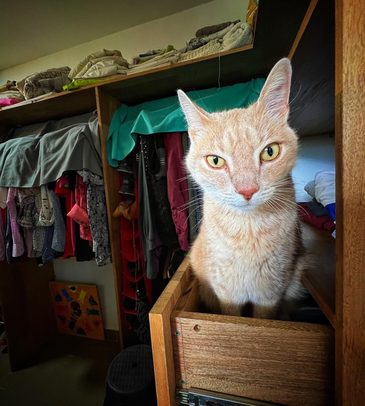 Que el 2024 les traiga muchas sorpresas donde menos lo esperan. Se los dice este amigo que encontr&eacute; en un closet 🐱🐈

#colombia #travel #ontheroadagain #cat #closet #newyear #tufotonatgeo #happynewyear #friend