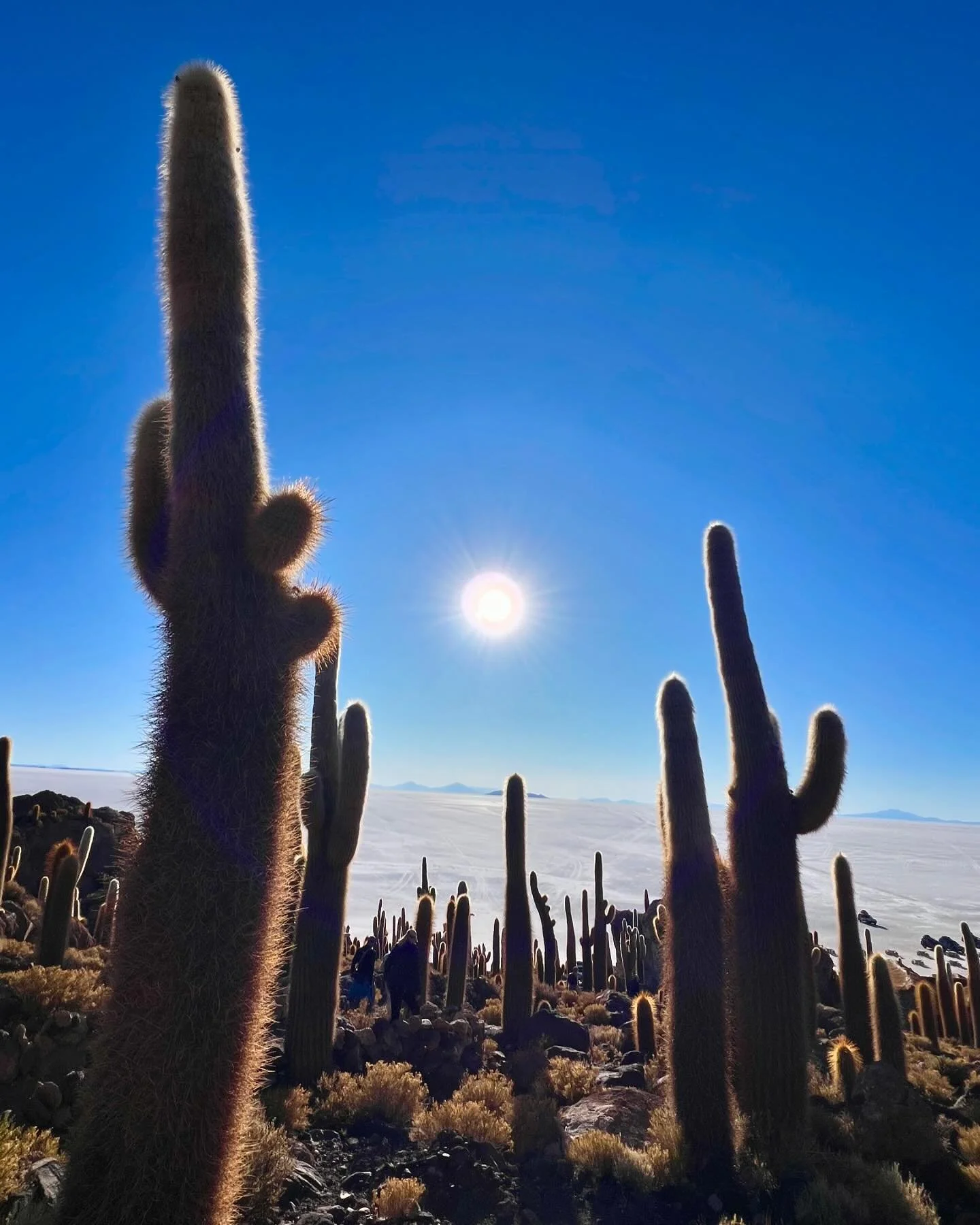 Isla Incahuasi y salar de Uyuni. Varias especies de Cactus crecen en esta isla ceremonial en medio del salar, a m&aacute;s de 3800 metros de altitud. Si fuera un argumento para una historia de ficci&oacute;n, seguro lo rechazar&iacute;an por ser dema