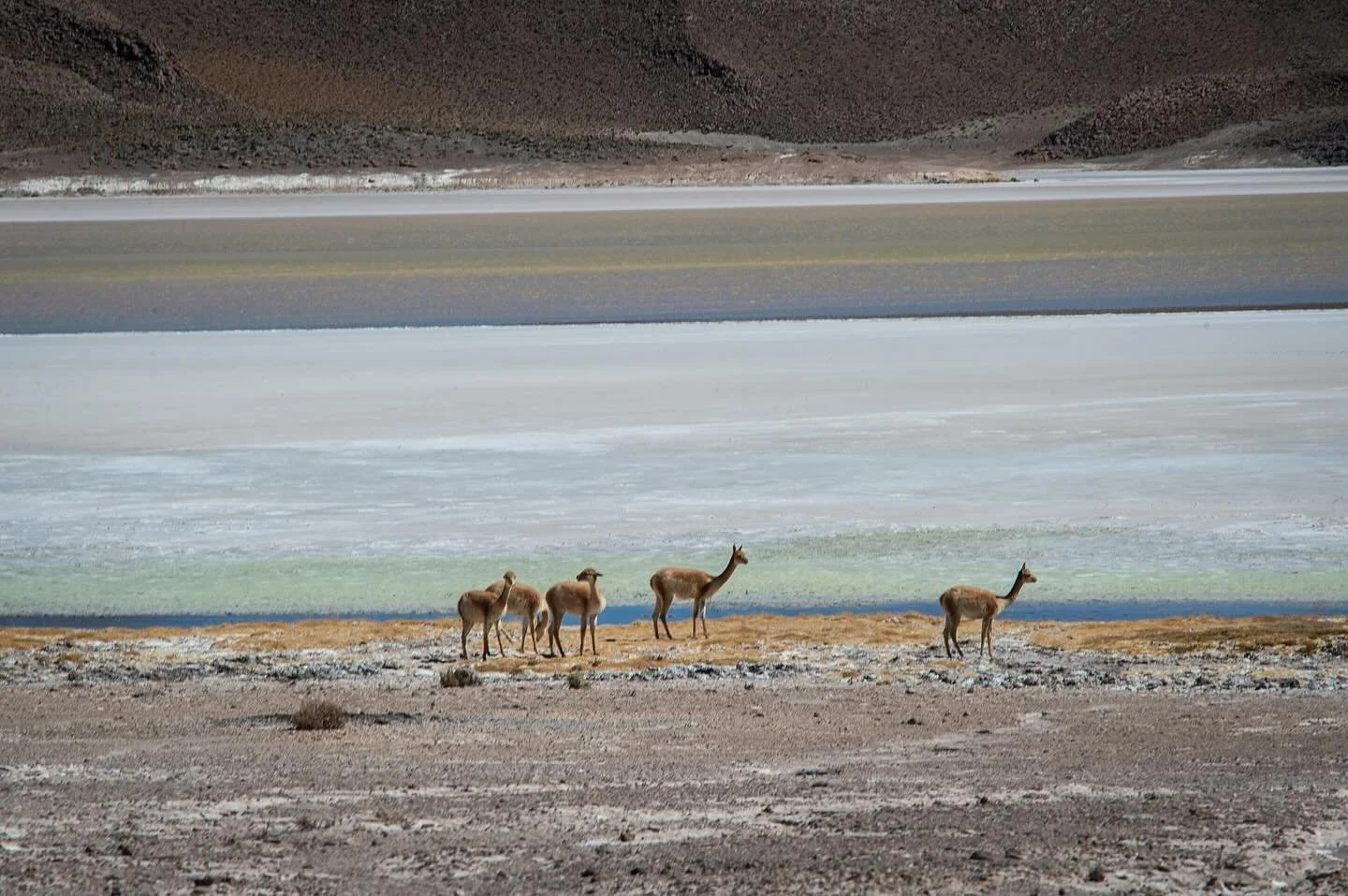 M&aacute;s cr&oacute;nicas de Bolivia. Vicu&ntilde;as, flamencos rosados vizcachas, llamas y m&aacute;s flamencos. 🦩 
Todos es ese paisaje que parece sacado de pel&iacute;cula de ciencia ficci&oacute;n. 

#travel #nature #life #thegreatoutdoors #bol