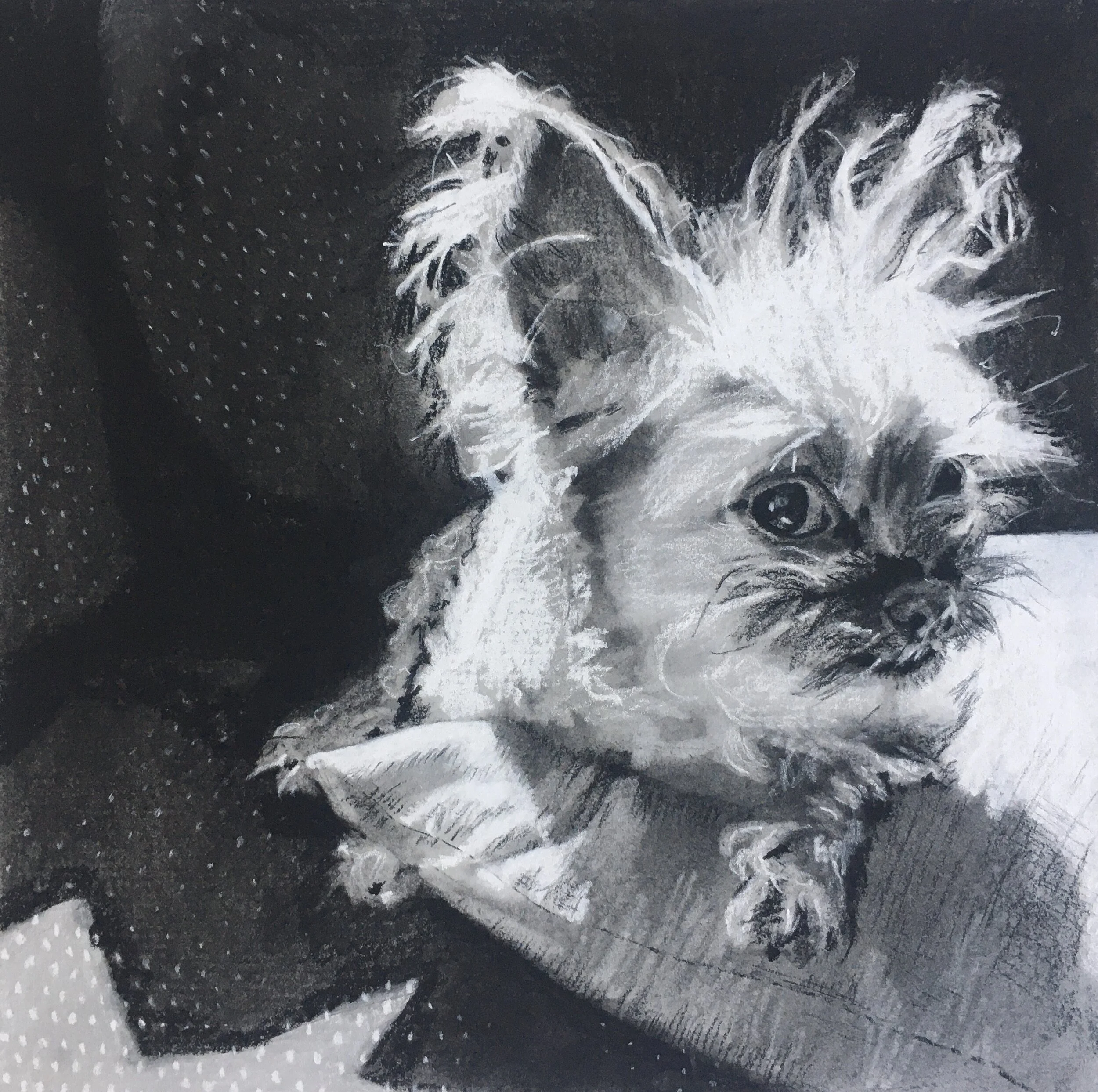 Ender, charcoal, 8" x 8"
