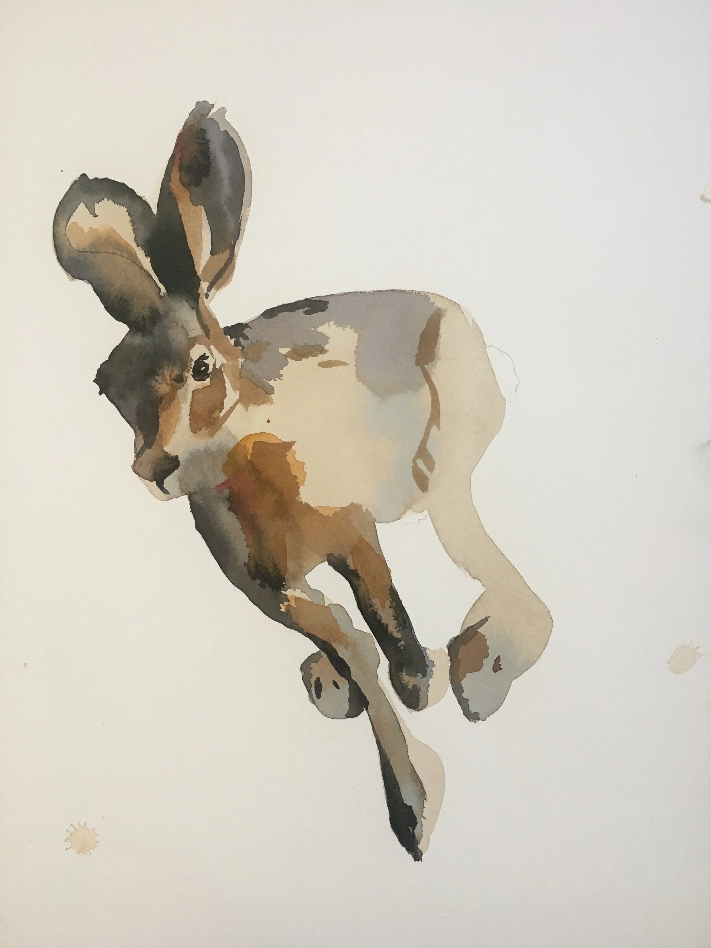 rabbit study, watercolor, 2020
