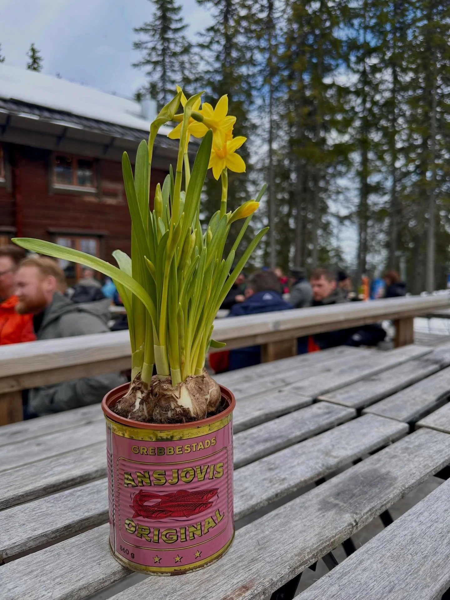 Nu b&ouml;rjar vi ladda inf&ouml;r p&aring;sken🐣🐥! Ses vi i S&auml;len till p&aring;sk? Kommentera ⬇️ s&aring; vi har lite koll p&aring; vilka v&auml;nner som kommer❤️! 

#s&auml;len #s&auml;lenfj&auml;llen #s&auml;lensmysigastekrog #p&aring;skifj&