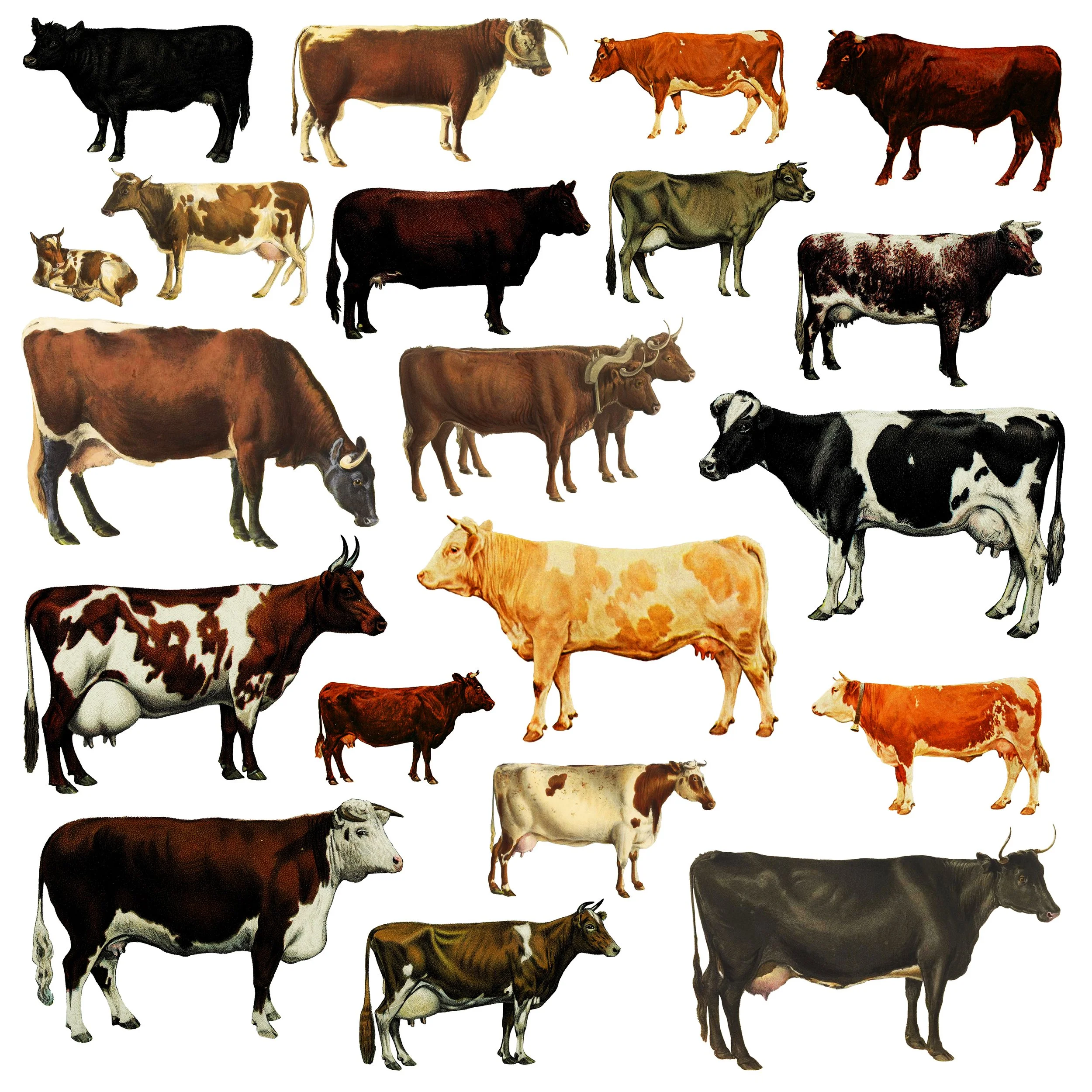 Cows (digital asset)
