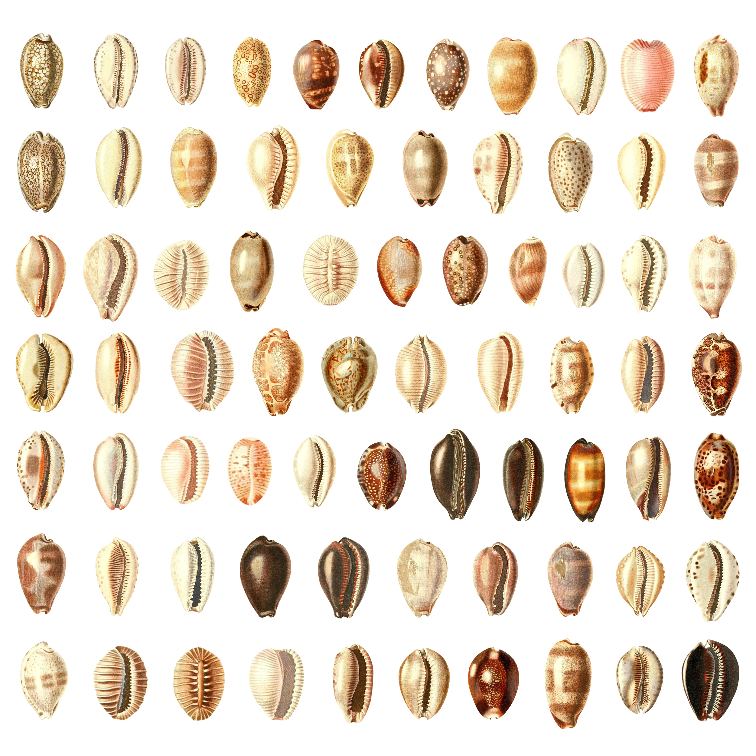 Cowrie (digital asset)
