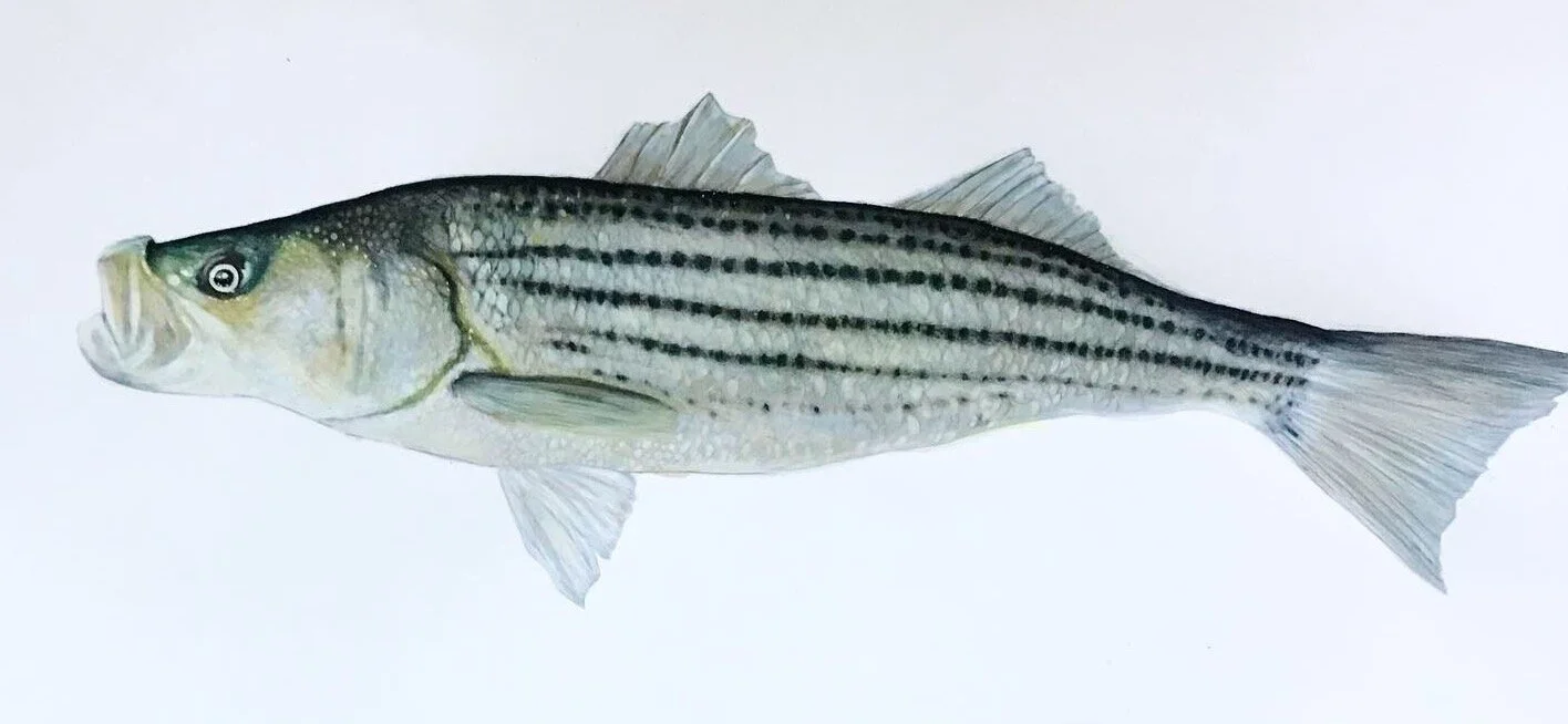 Striper- 10"x24" color pencil and ink on paper
-SOLD