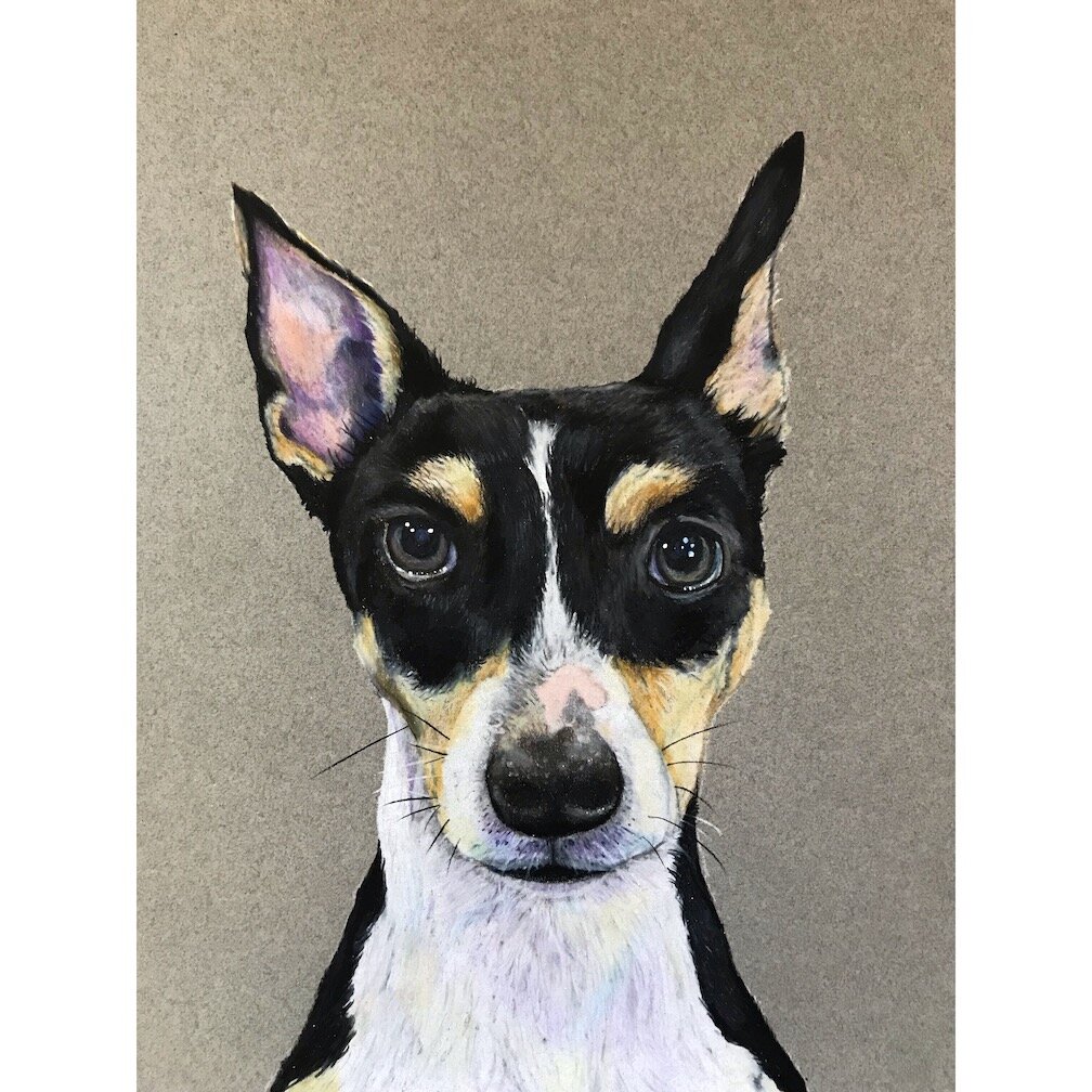Toby-9"x12" color pencil on paper
