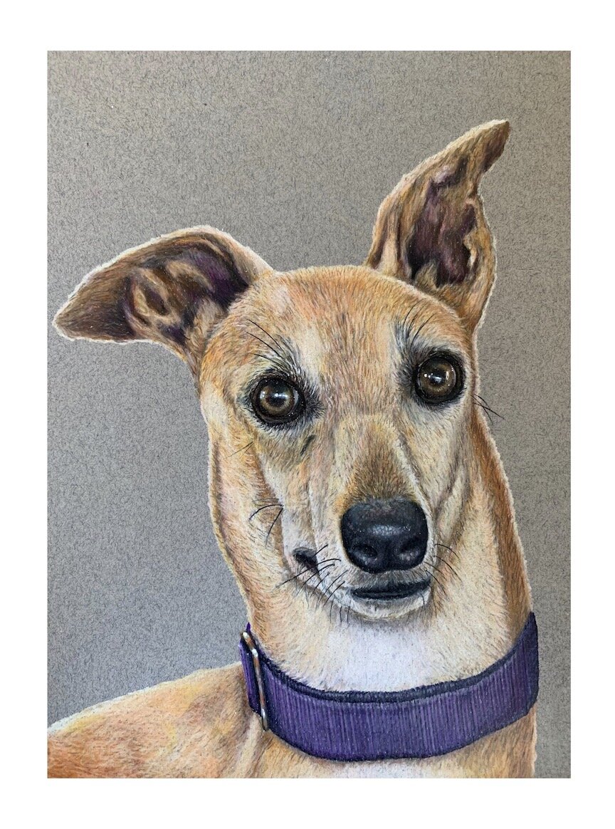 Bella- 9"x12" color pencil on paper
