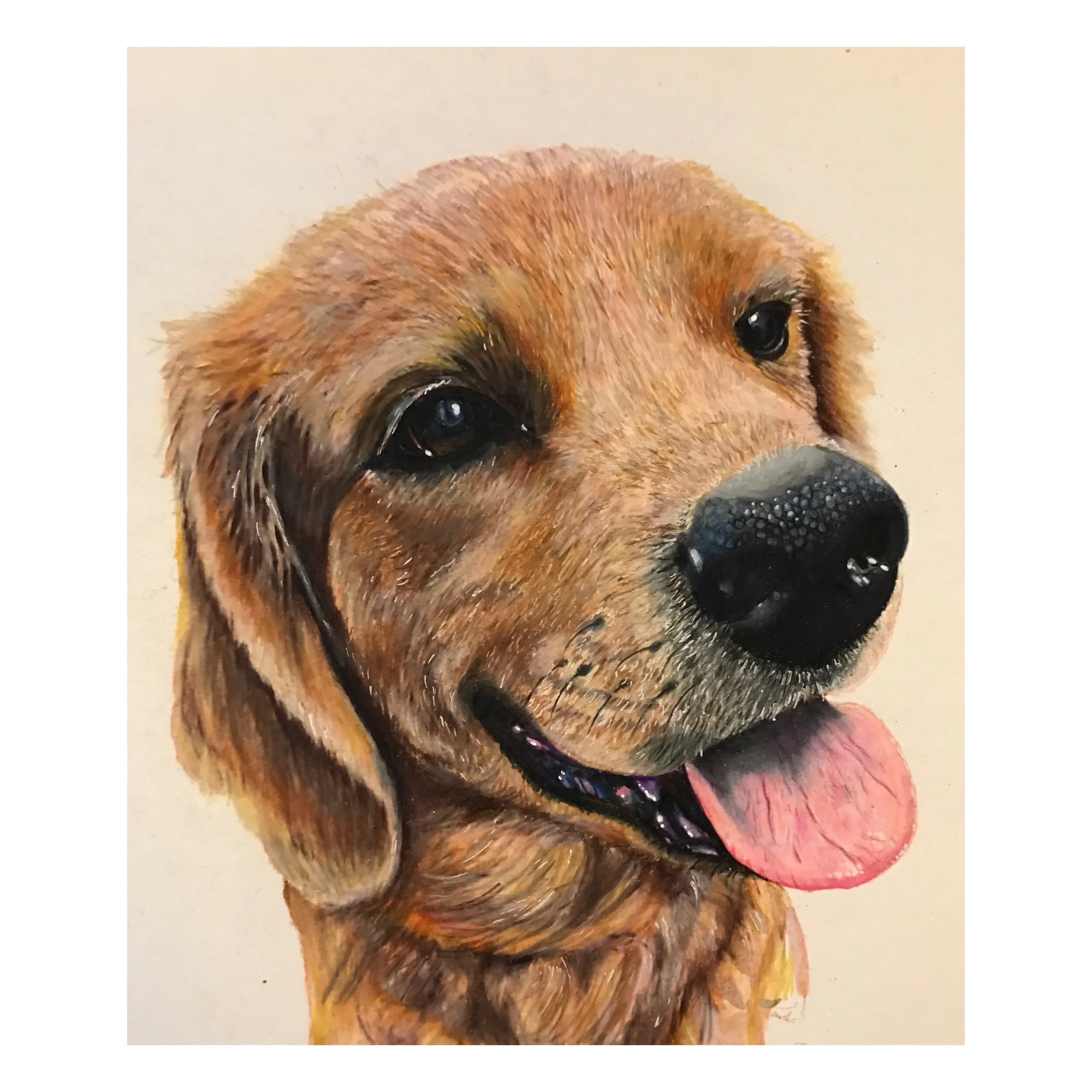 Golden- 9"x12" color pencil on paper