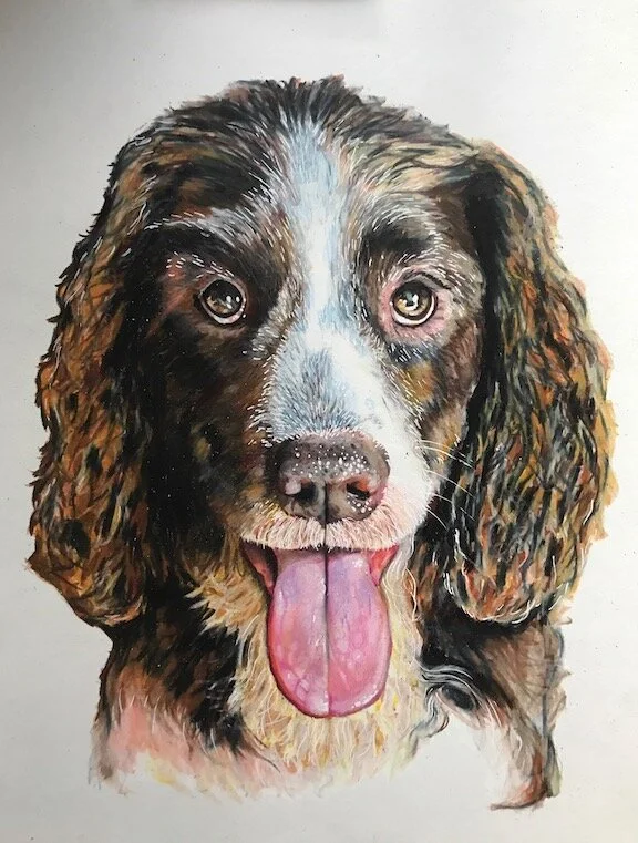 Tucker- color pencil on paper