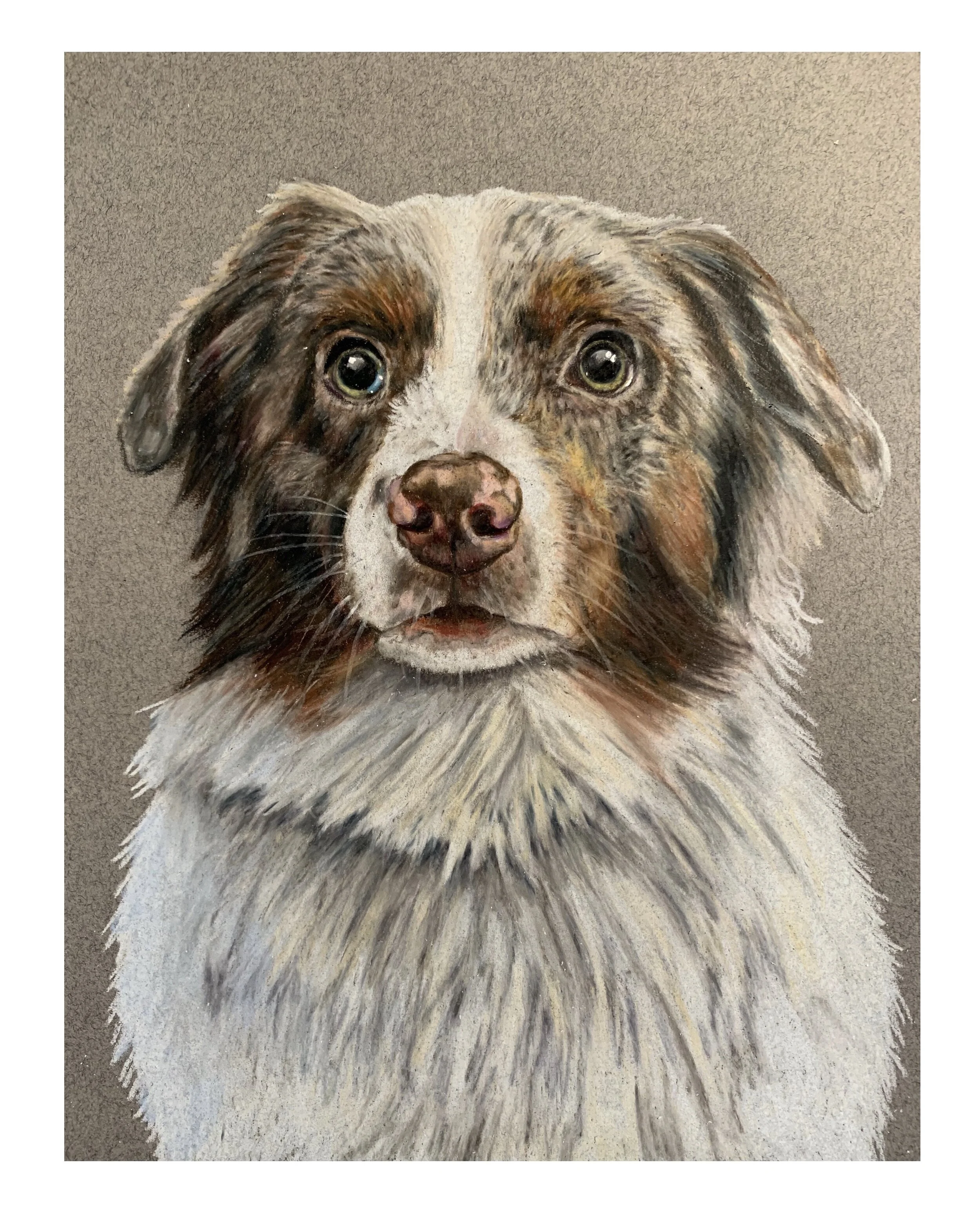 Hobbes the Australian shepherd