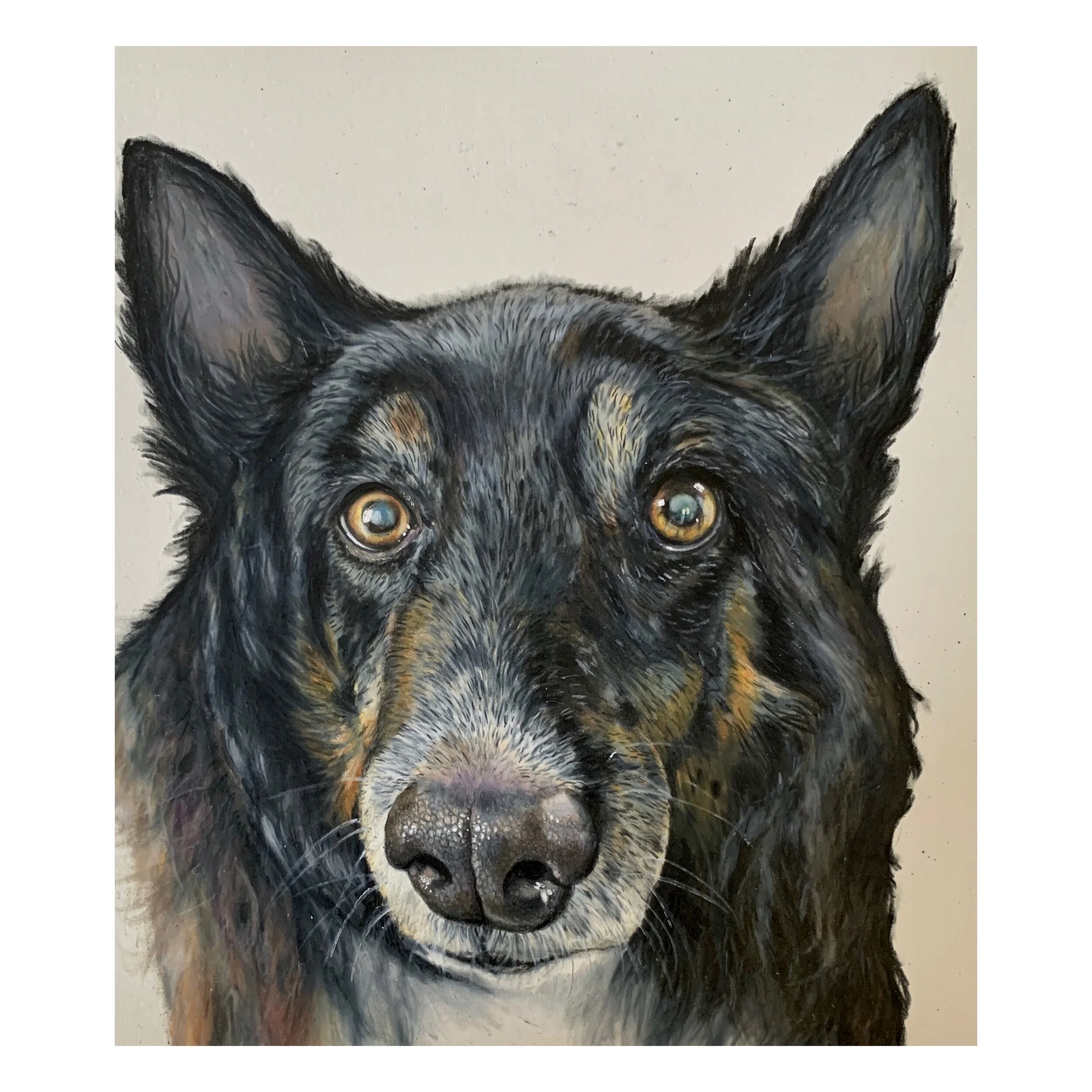 " Lilly" color pencil on paper