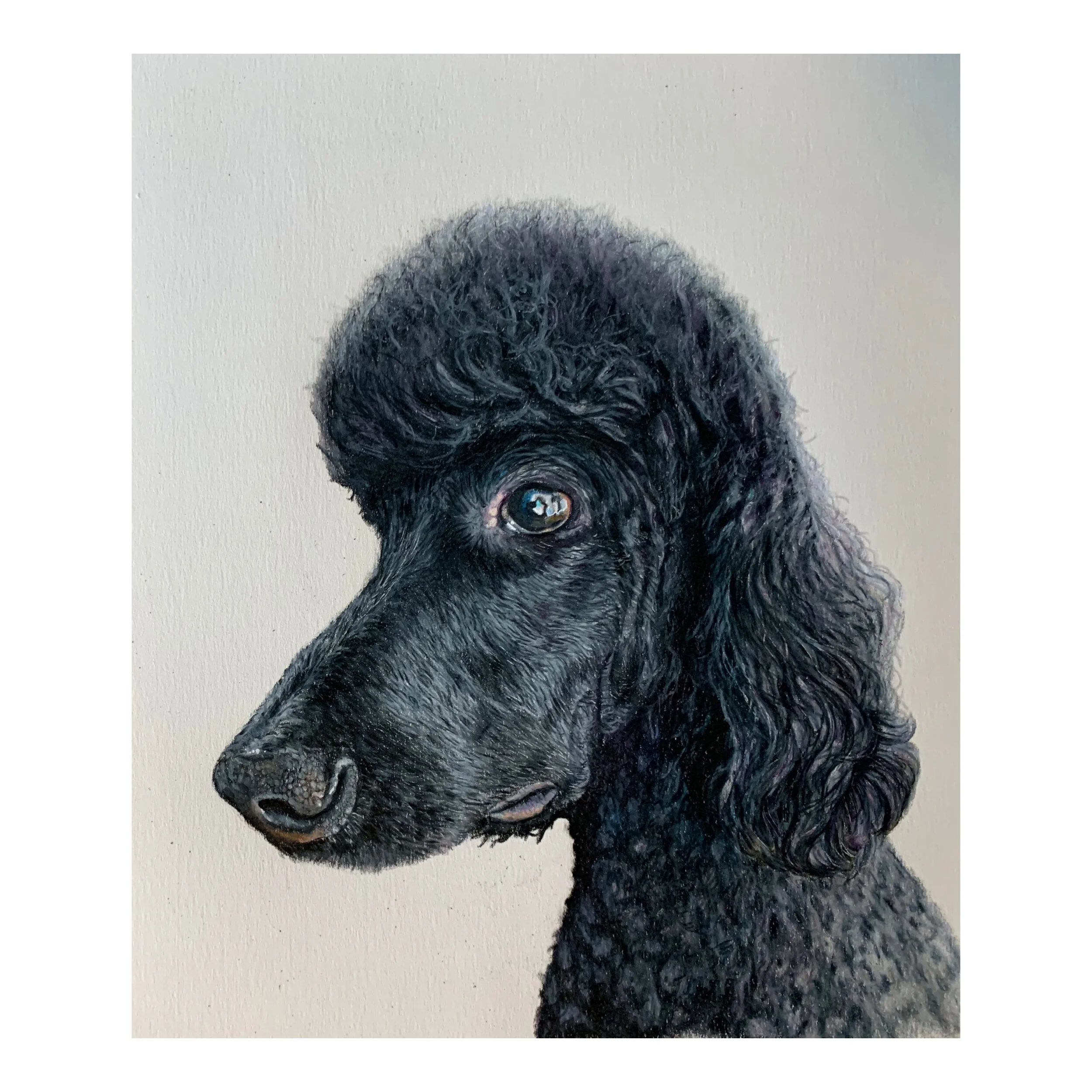 " Kylo"- color pencil on paper
