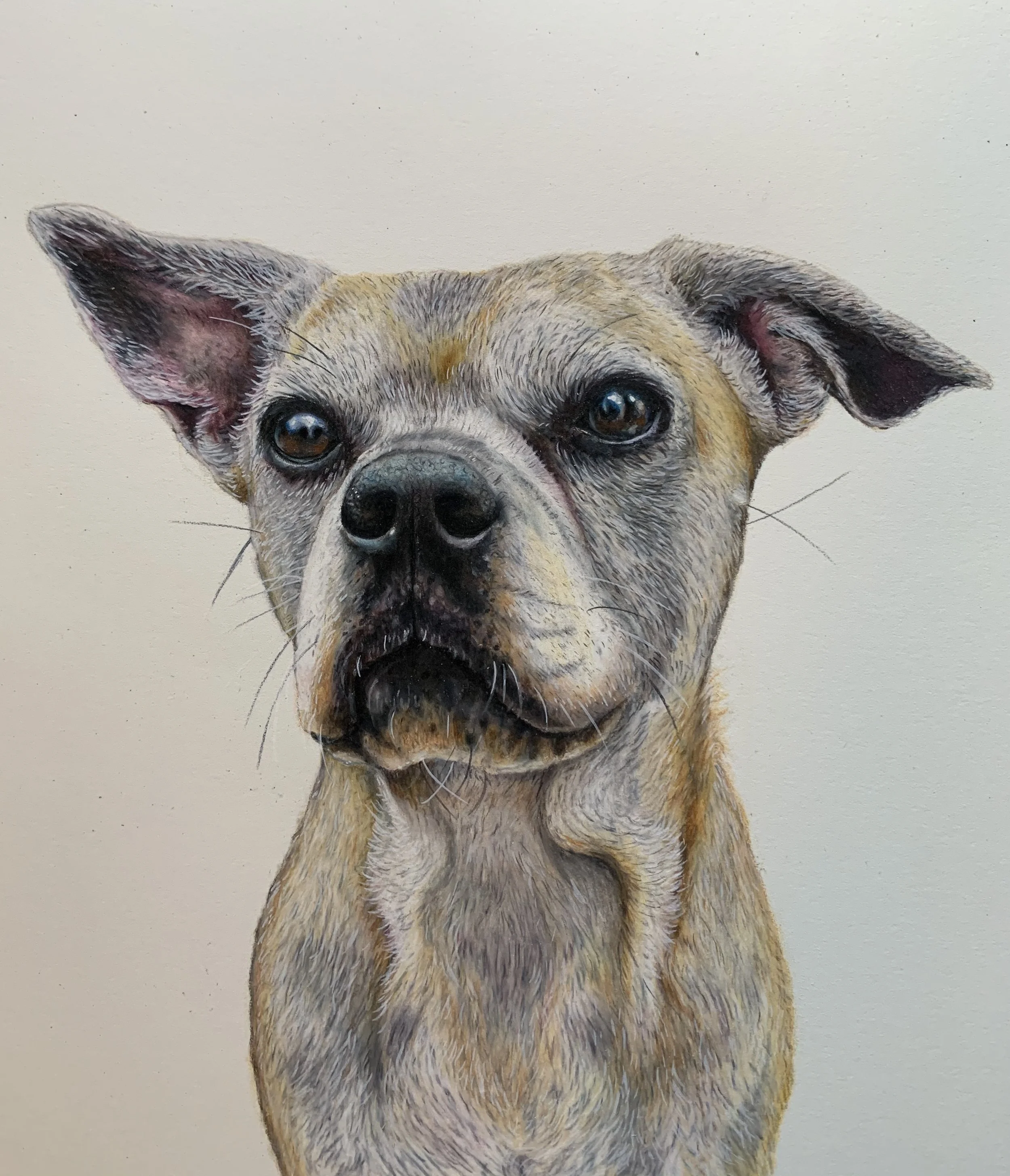 Mabel- color pencil on paper