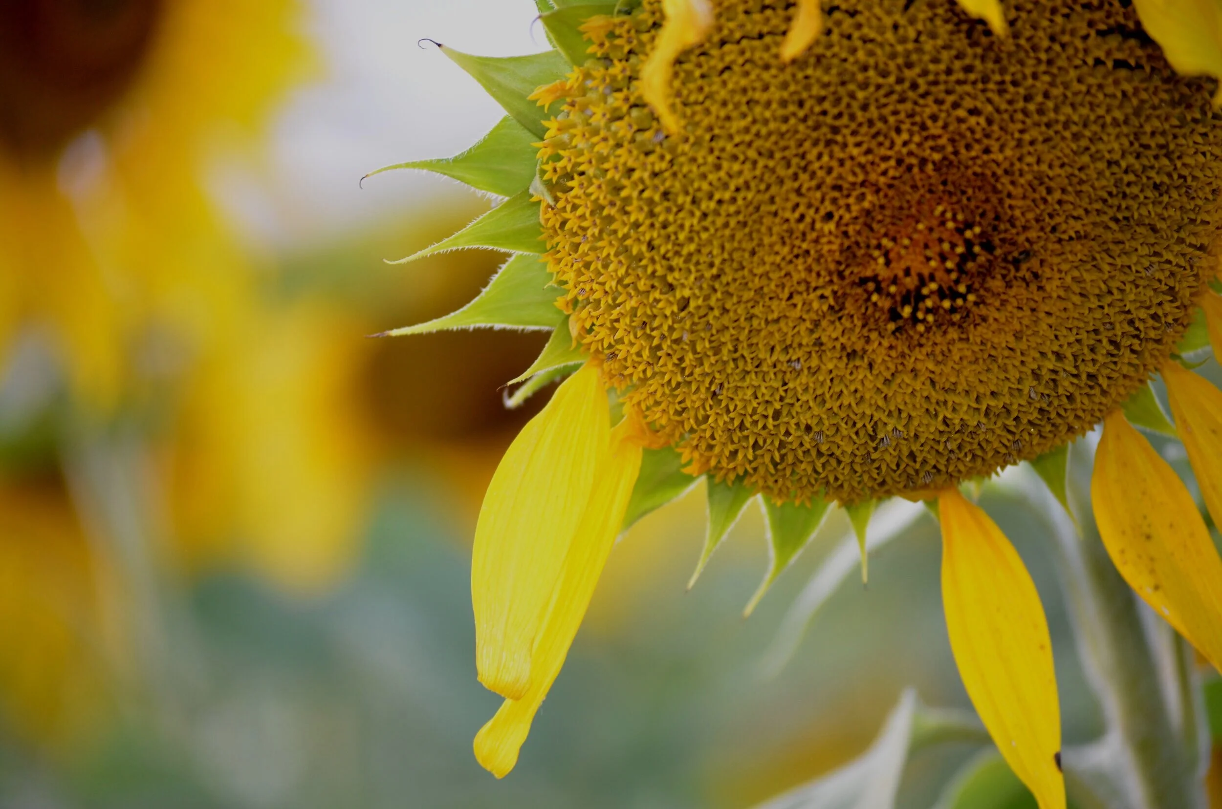 About — The Sol Flowers