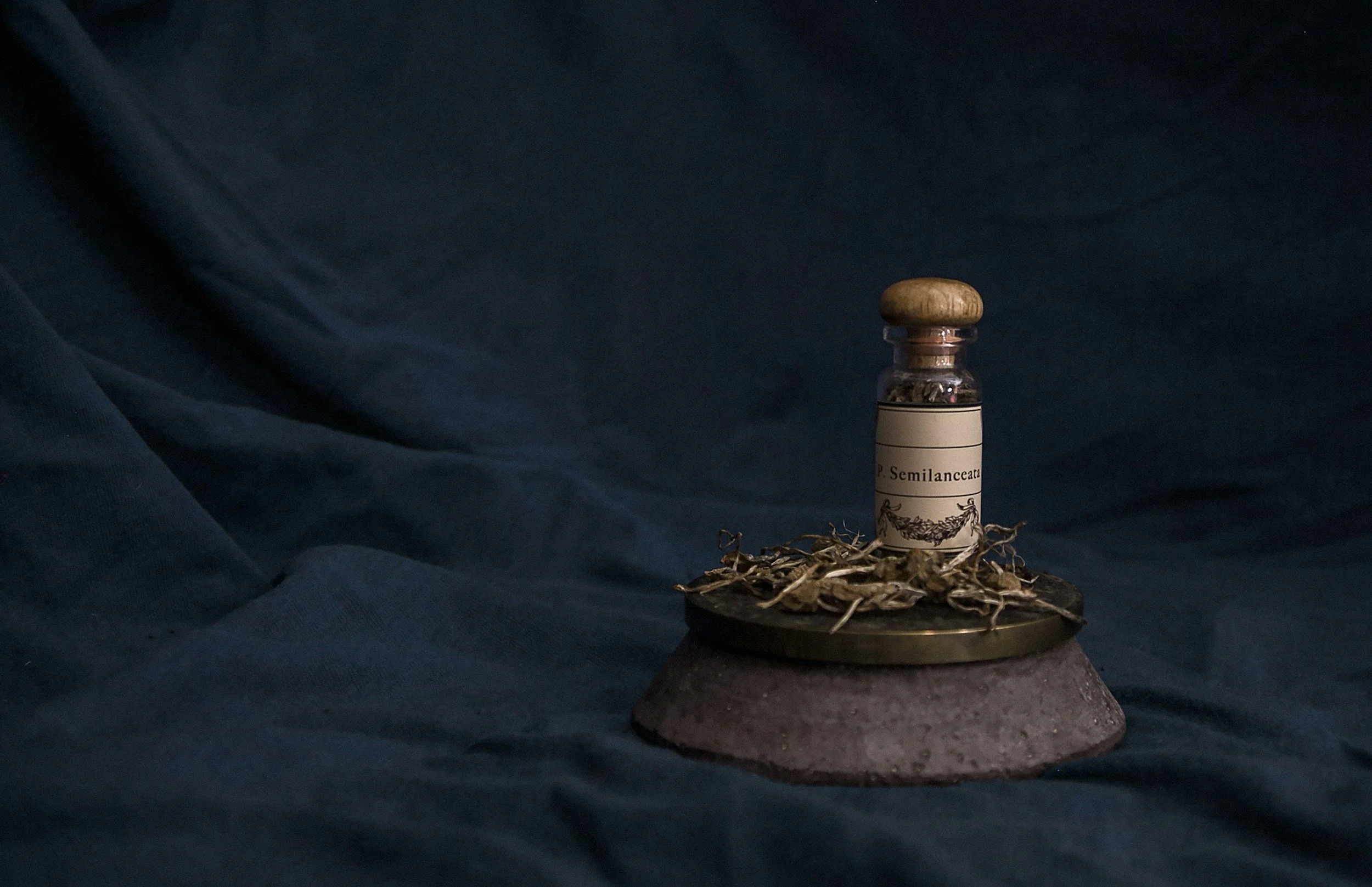 Small glass bottle containing psilocybin semilanceata herbs on stone base — natural medicine services and psilocybin assisted therapy in Colorado under the Natural Medicine Health Act