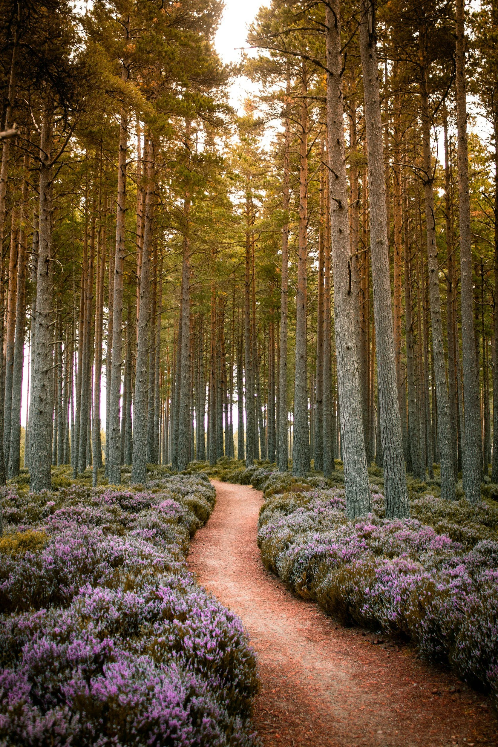 Forest pathway representing the integration bridge between psychedelic experience and everyday healing in Colorado