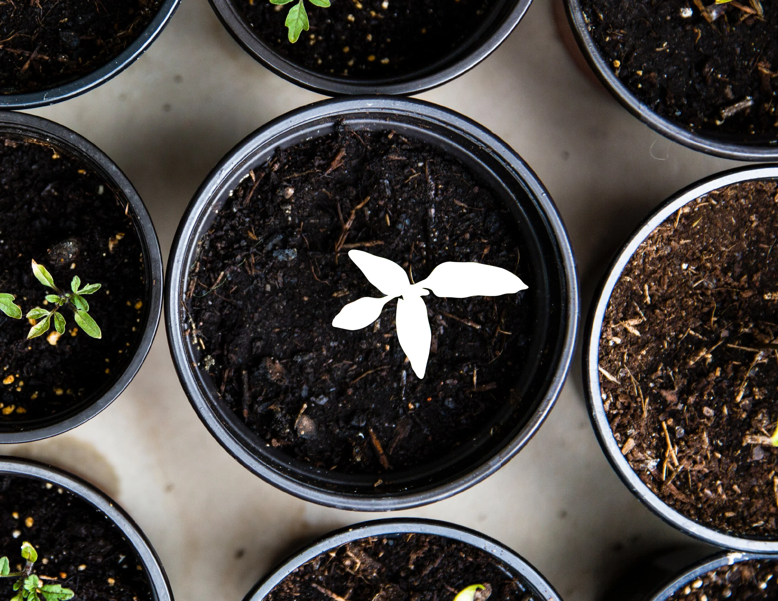 pots2-01.jpg
