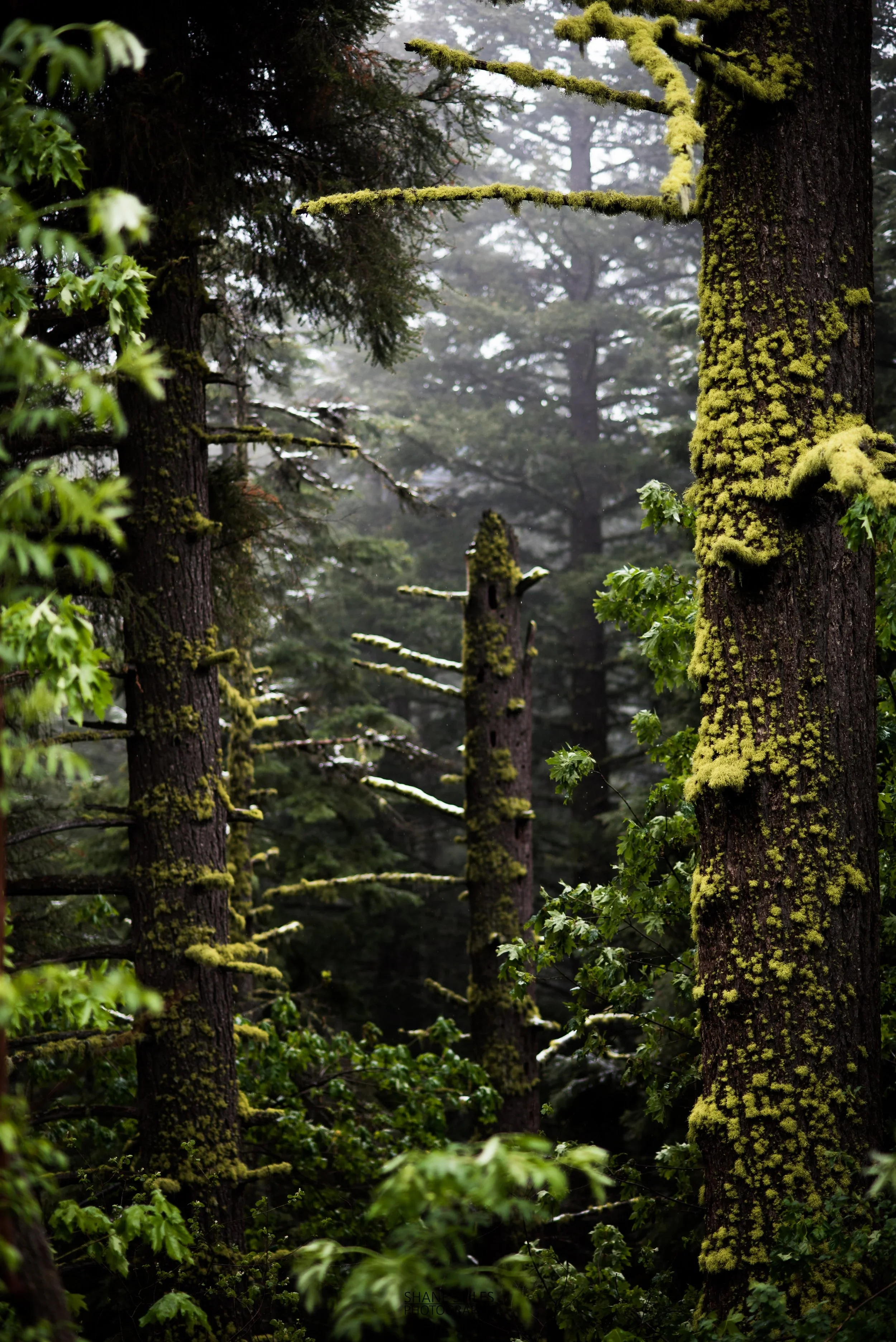 Old-Growth.webp