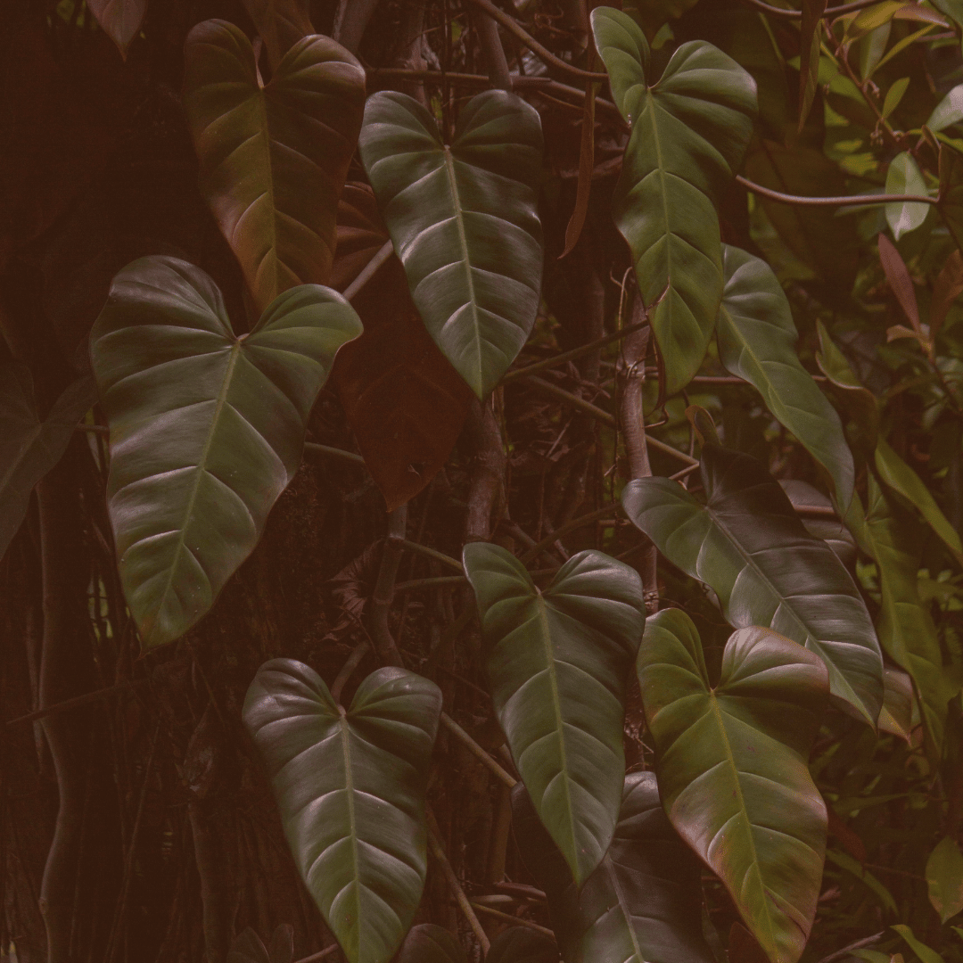 Why Animals Are Essential for the Psyche: Lessons from Hawaiian Animal Archetypes
