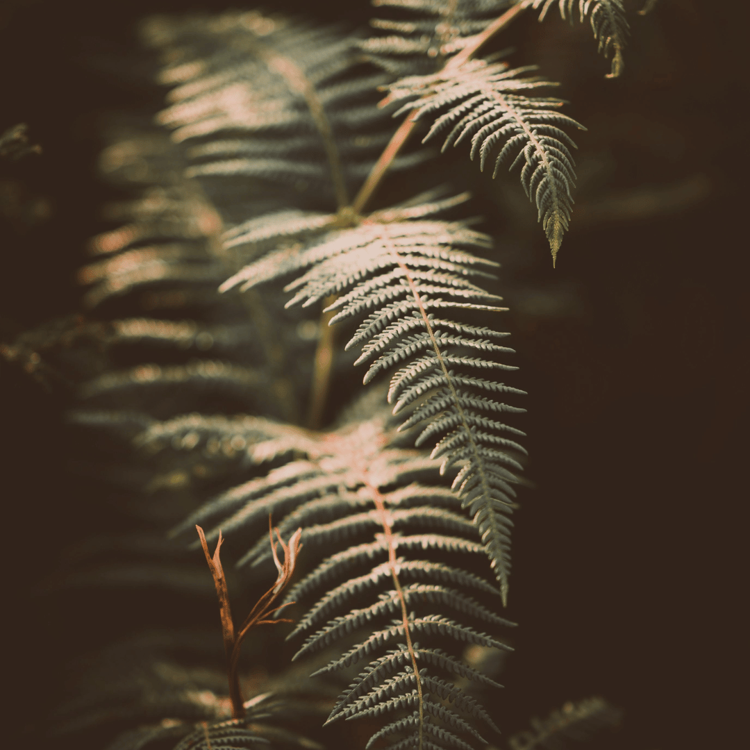 depression-therapy-at-hawaii-holistic-therapy-681ae6552f5d3.png