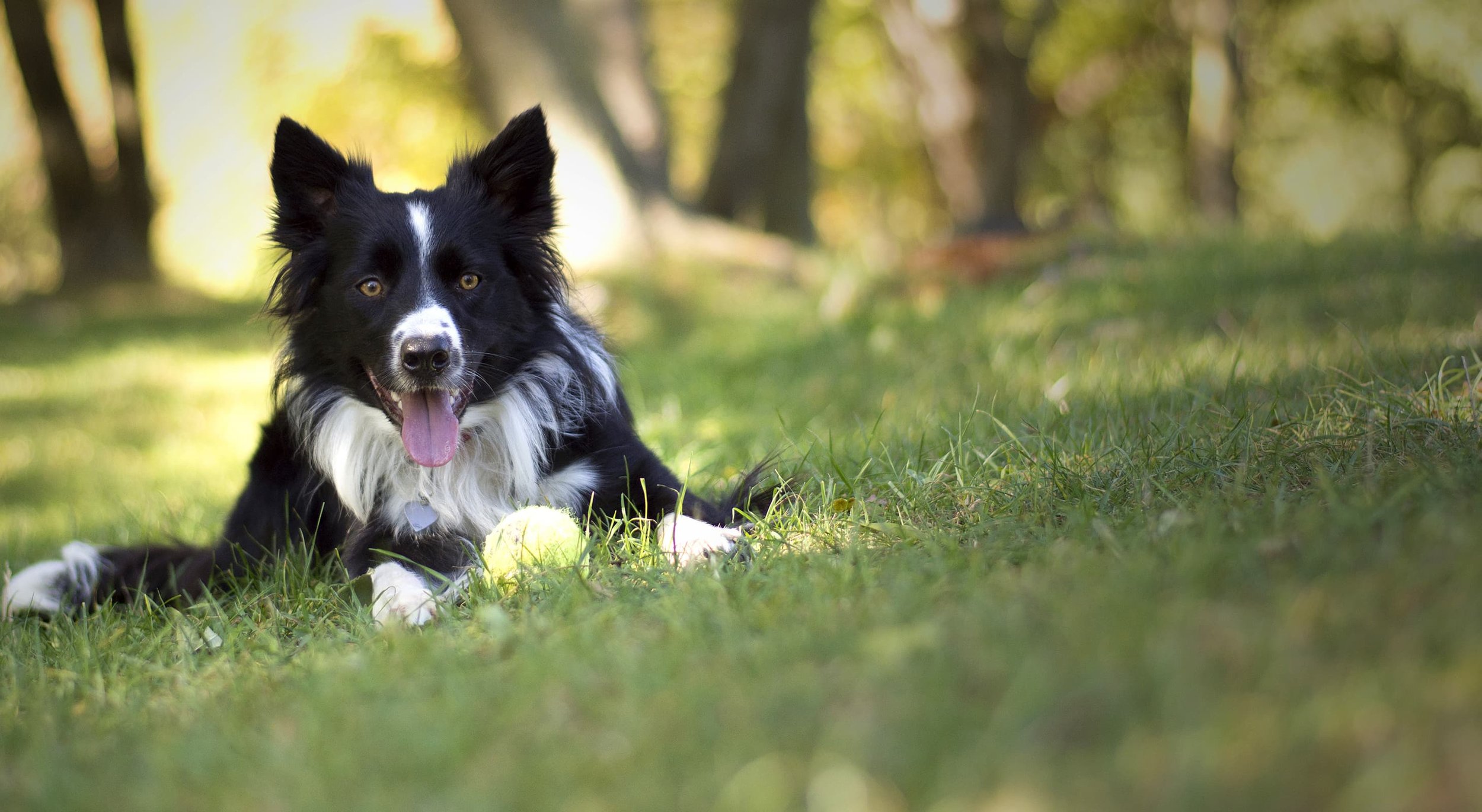 border-collie-rescue-on-lawn-in-Texas-slider.jpeg